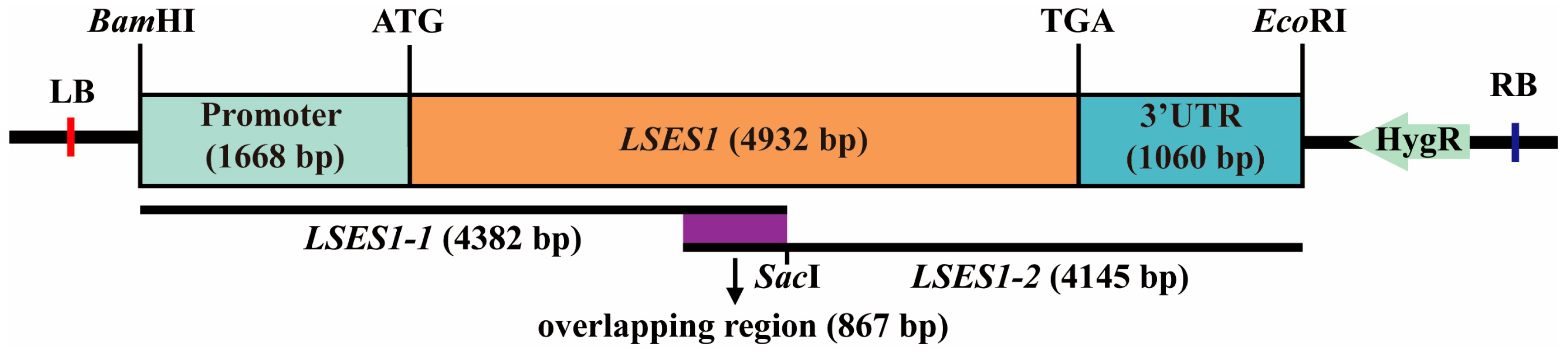 Agronomy 15 02601 g001