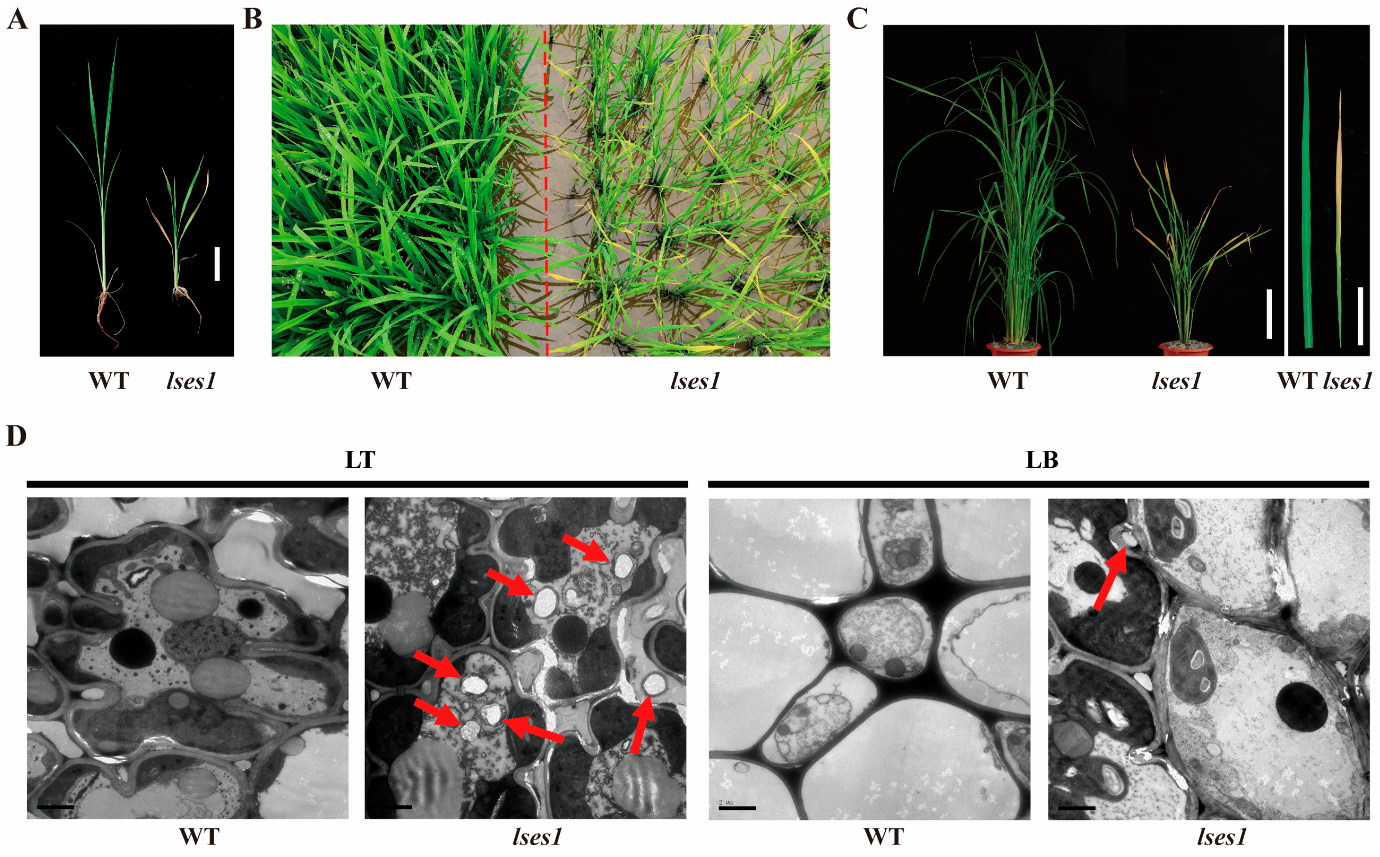 Agronomy 15 02601 g002