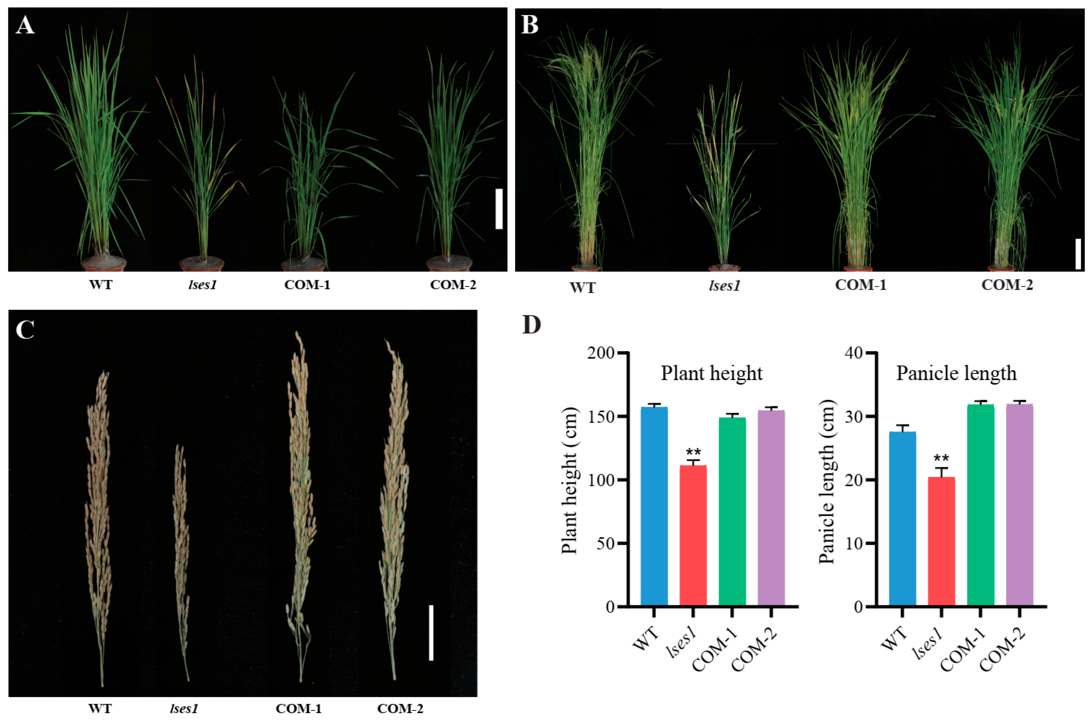 Agronomy 15 02601 g005