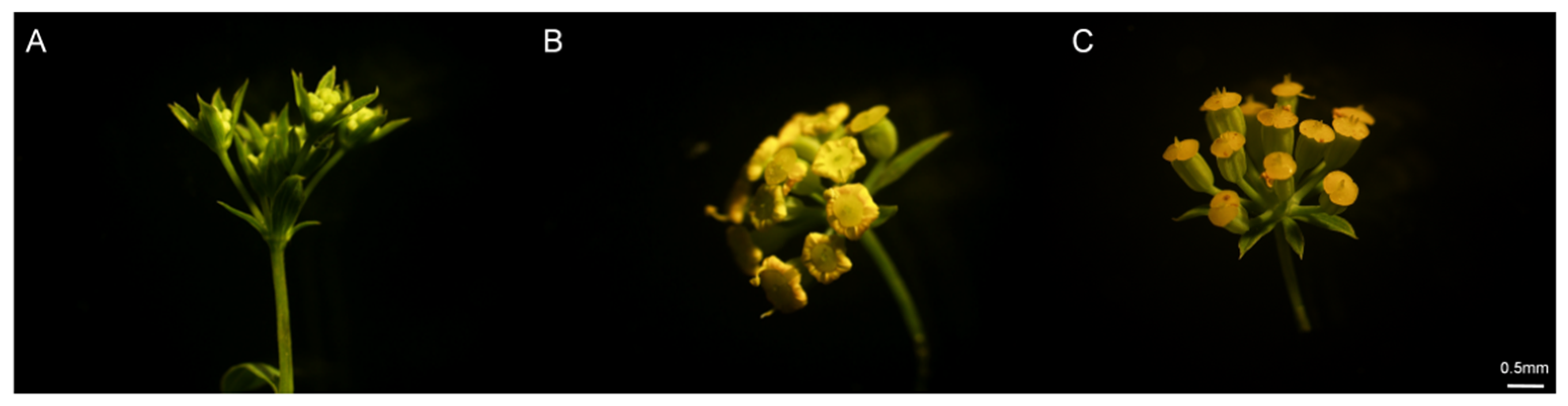 Agronomy 15 02606 g001