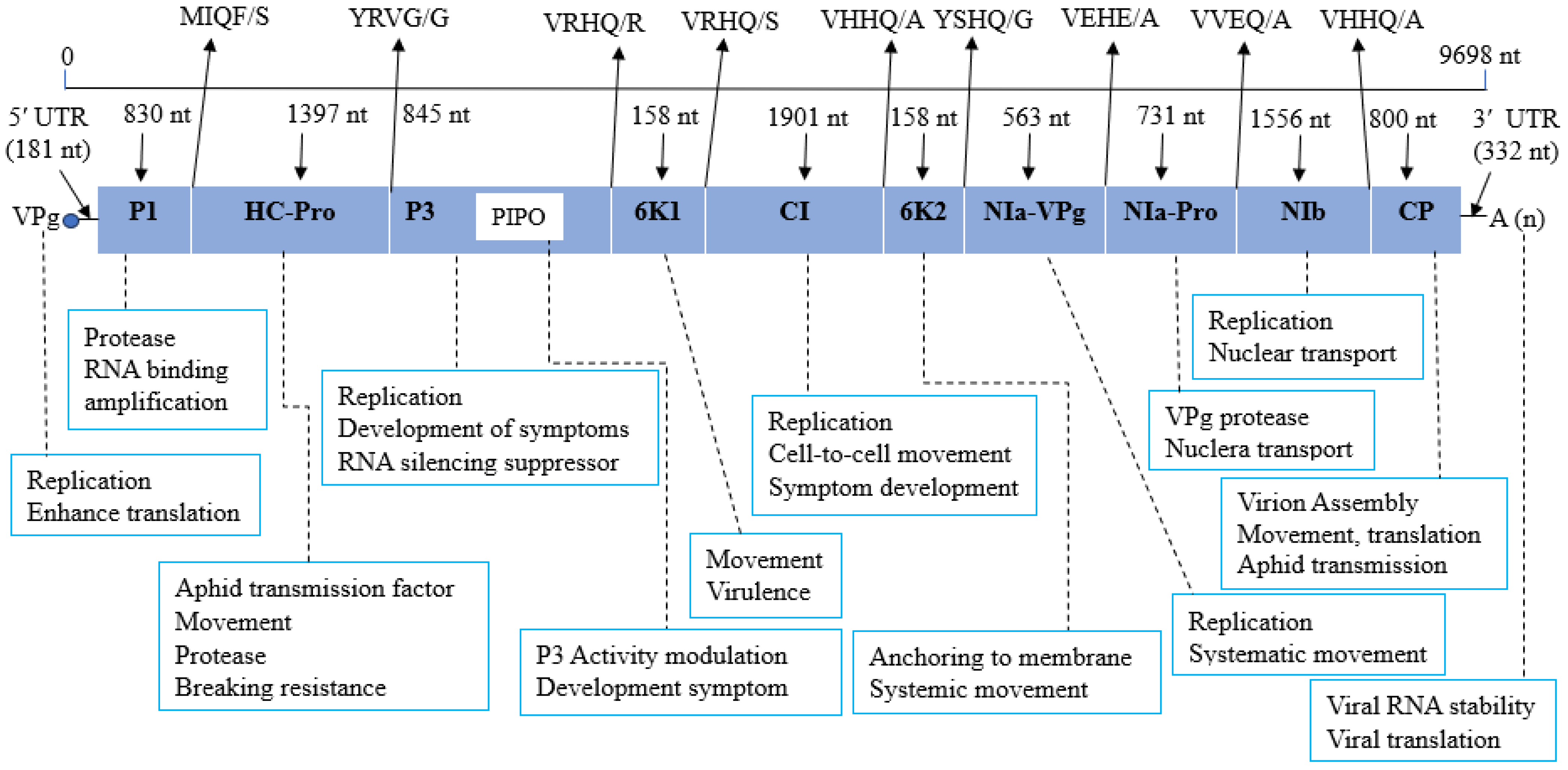 Agronomy 15 02611 g001