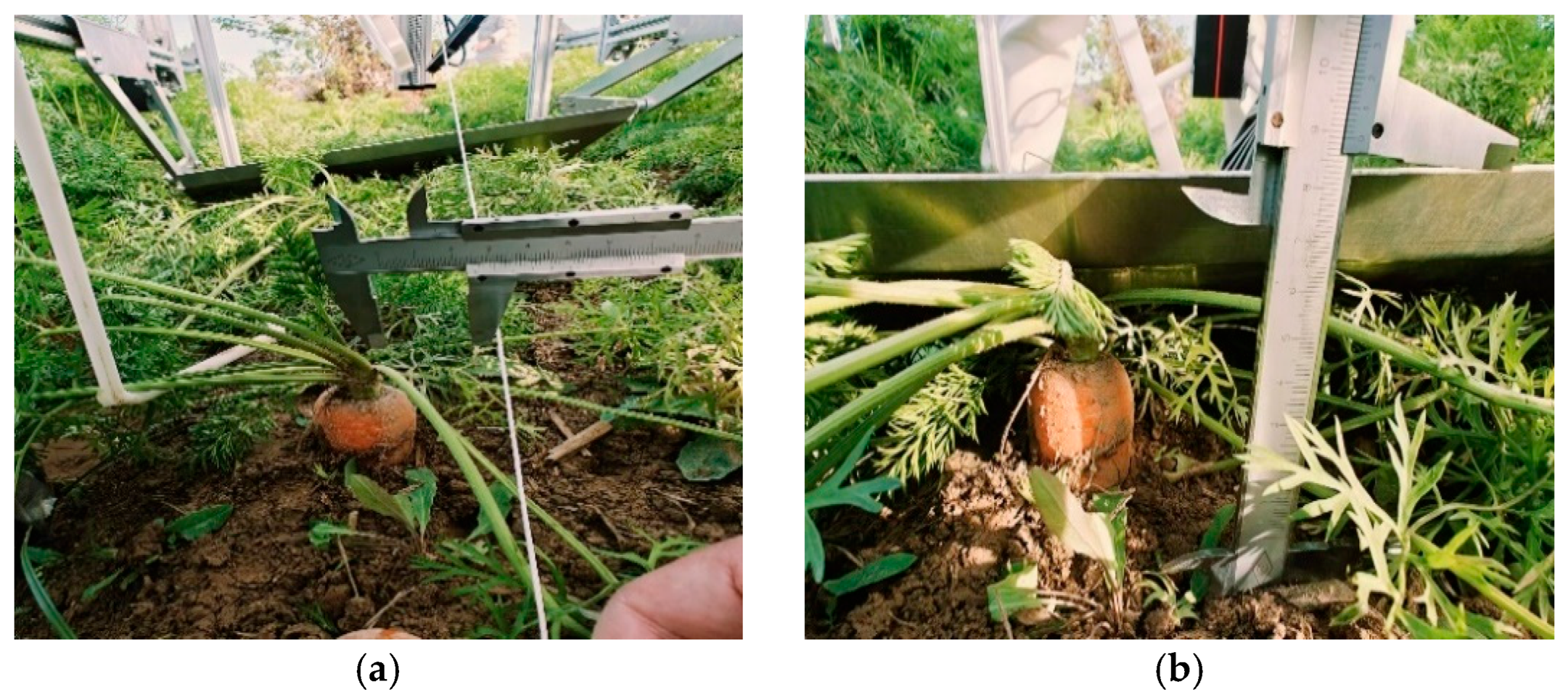 Agronomy 15 02613 g011