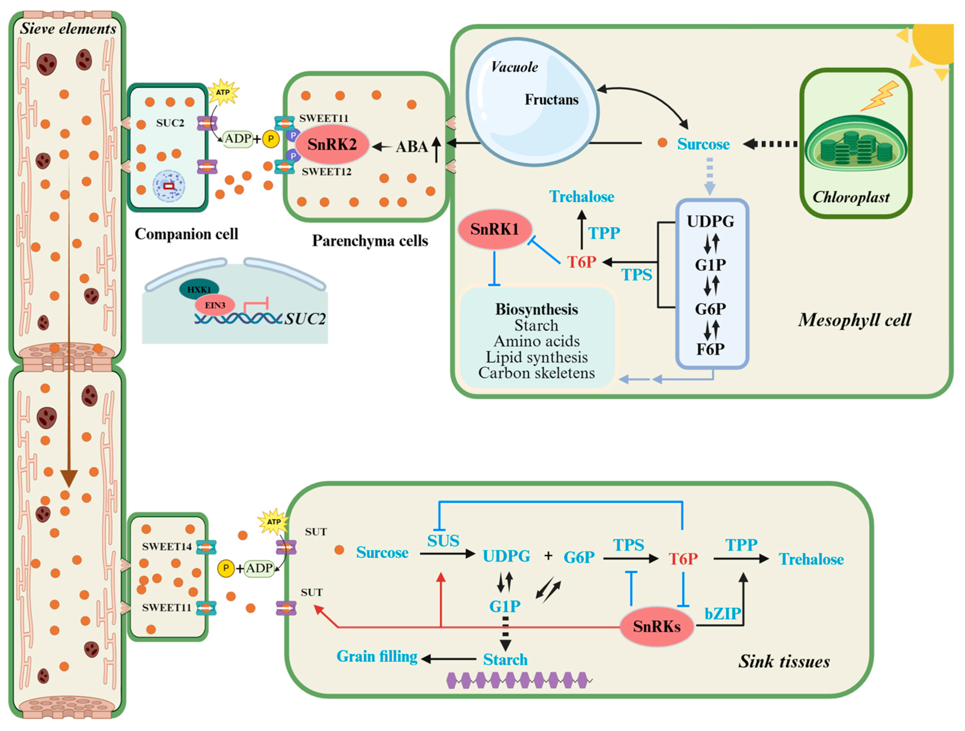 Agronomy 15 02621 g001 Agronomy 15 02621 g001