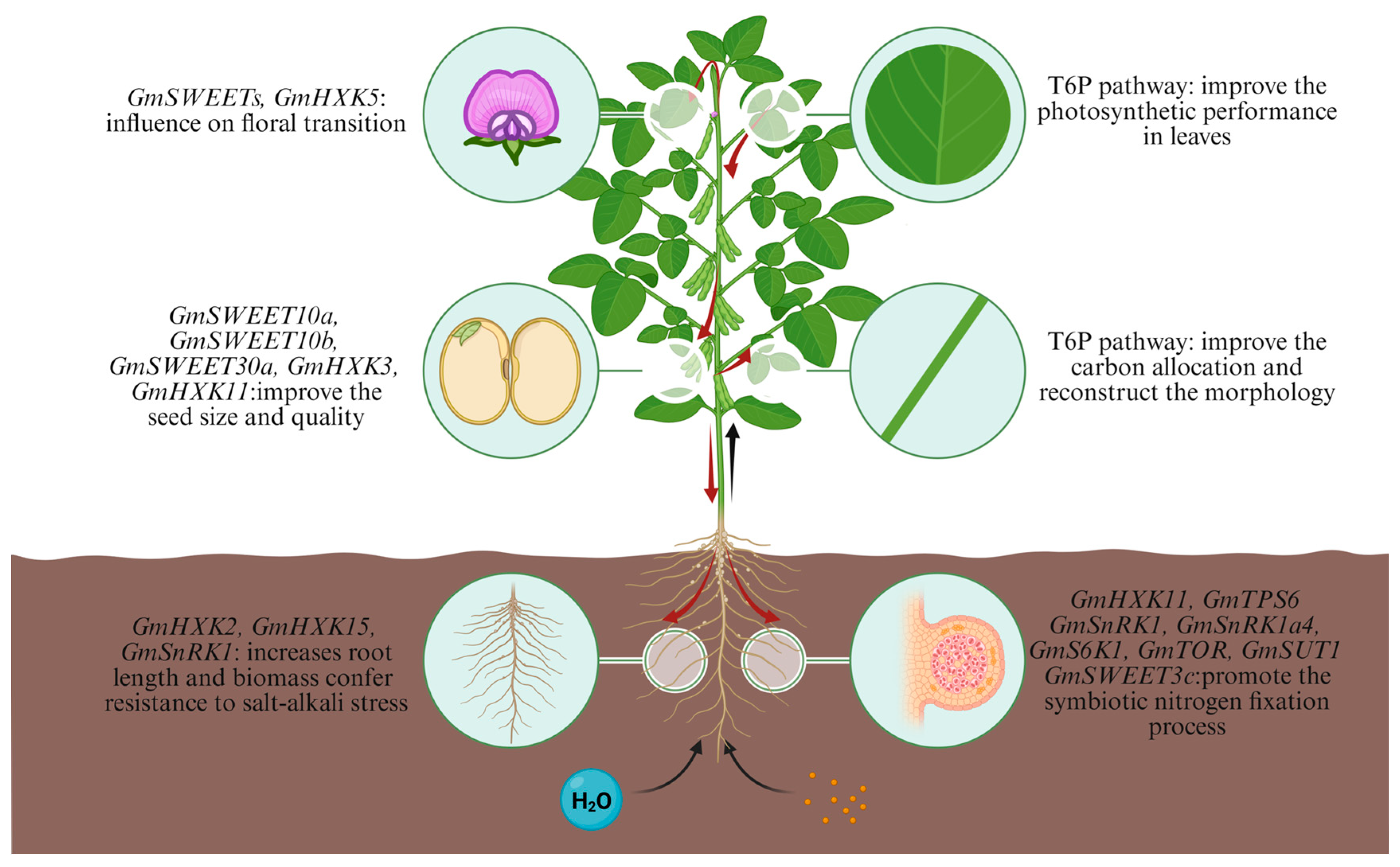 Agronomy 15 02621 g002 Agronomy 15 02621 g002