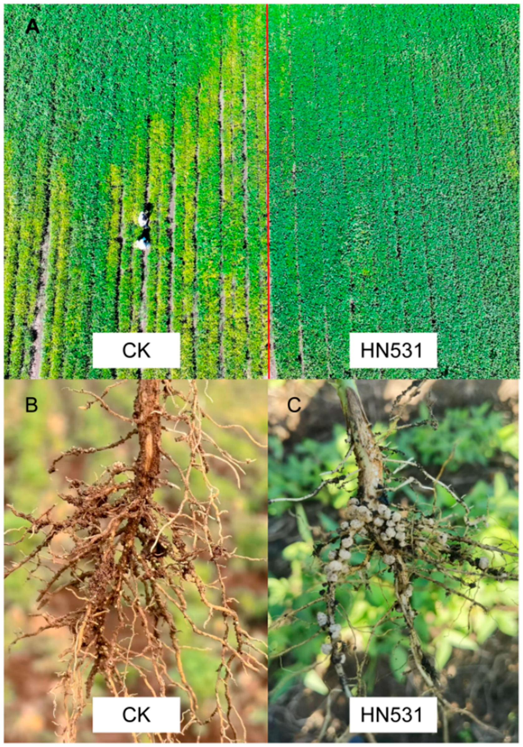 Agronomy 15 02630 g001