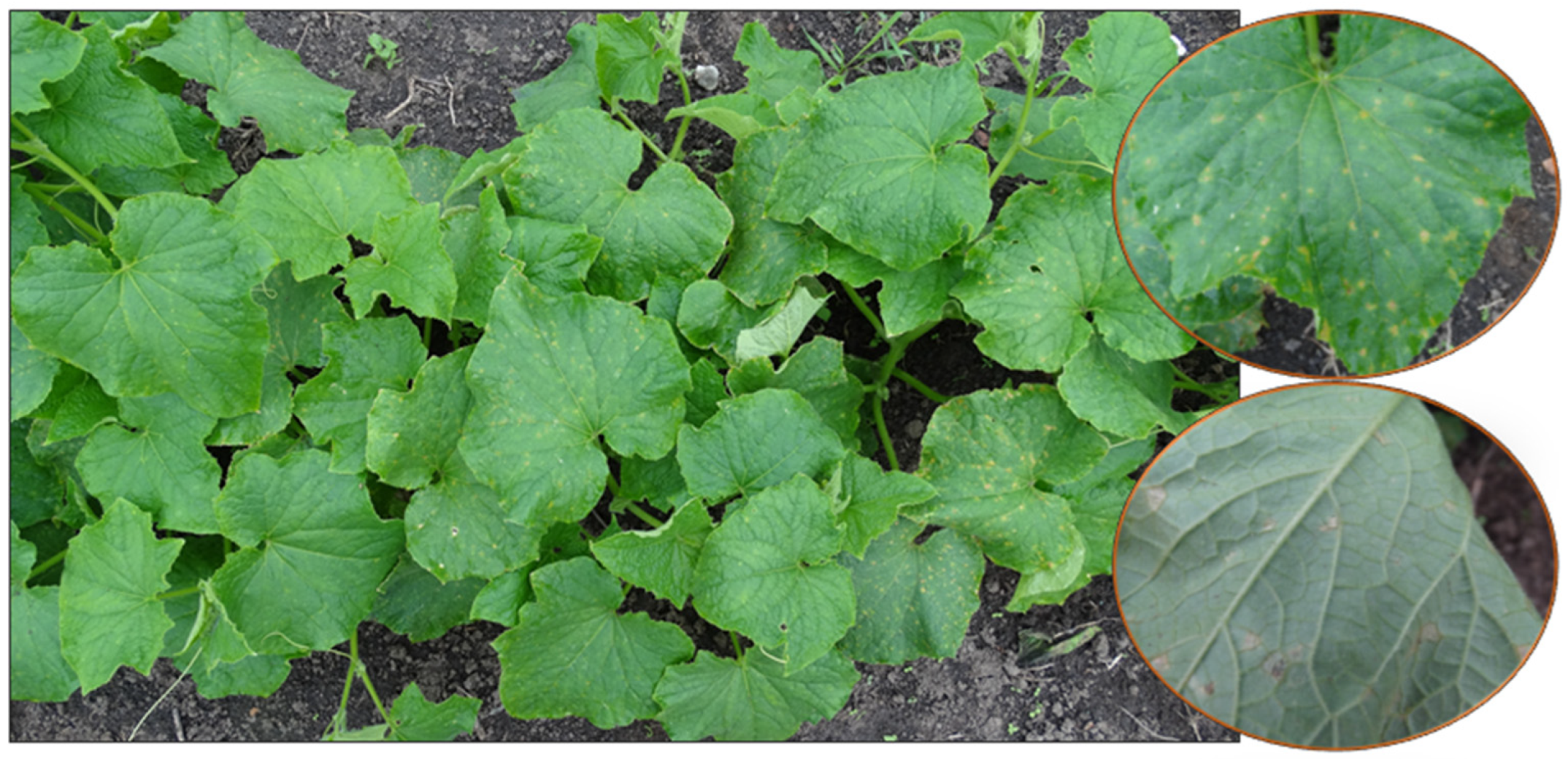 Agronomy 15 02633 g003