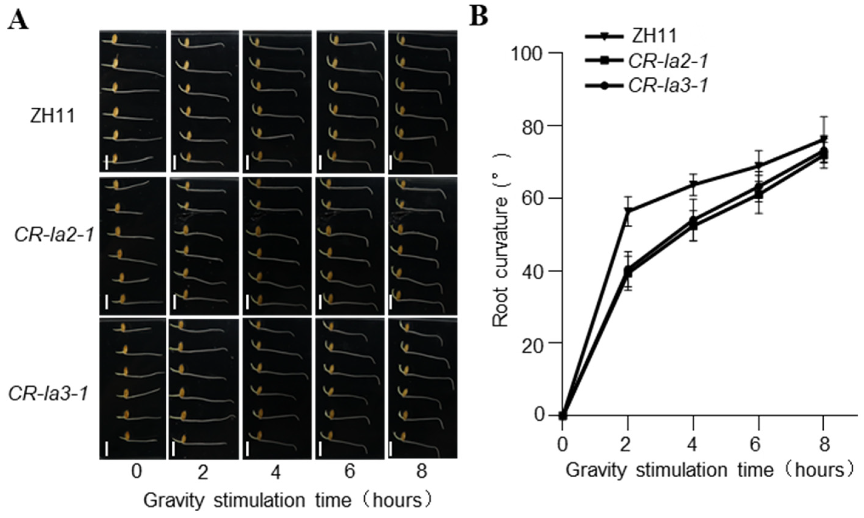 Agronomy 15 02639 g001 Agronomy 15 02639 g001