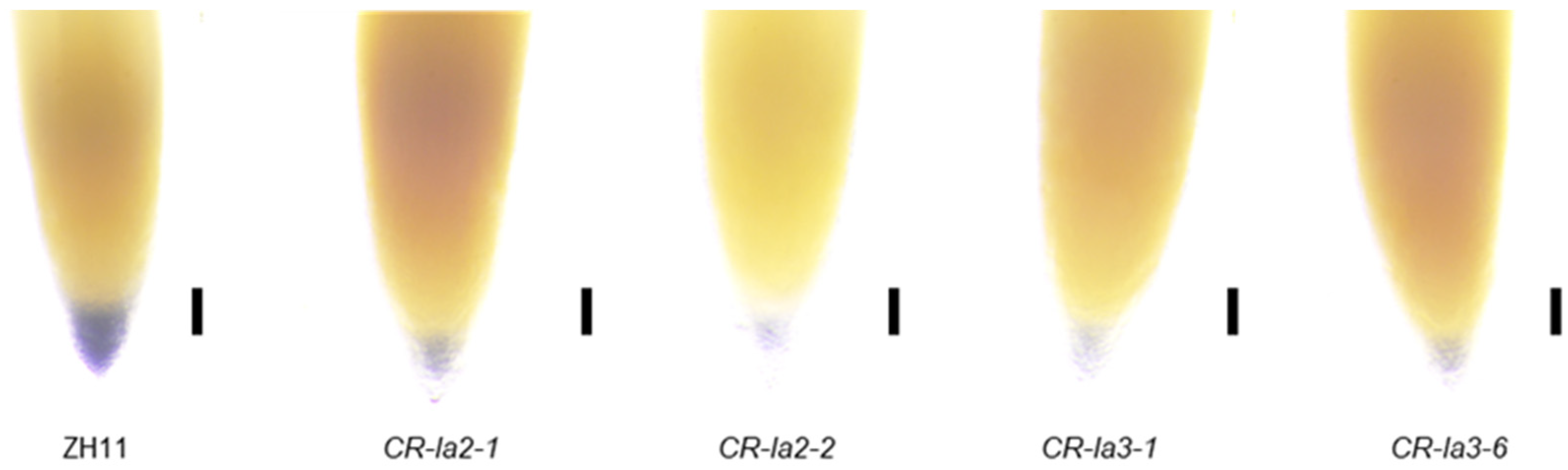 Agronomy 15 02639 g002 Agronomy 15 02639 g002