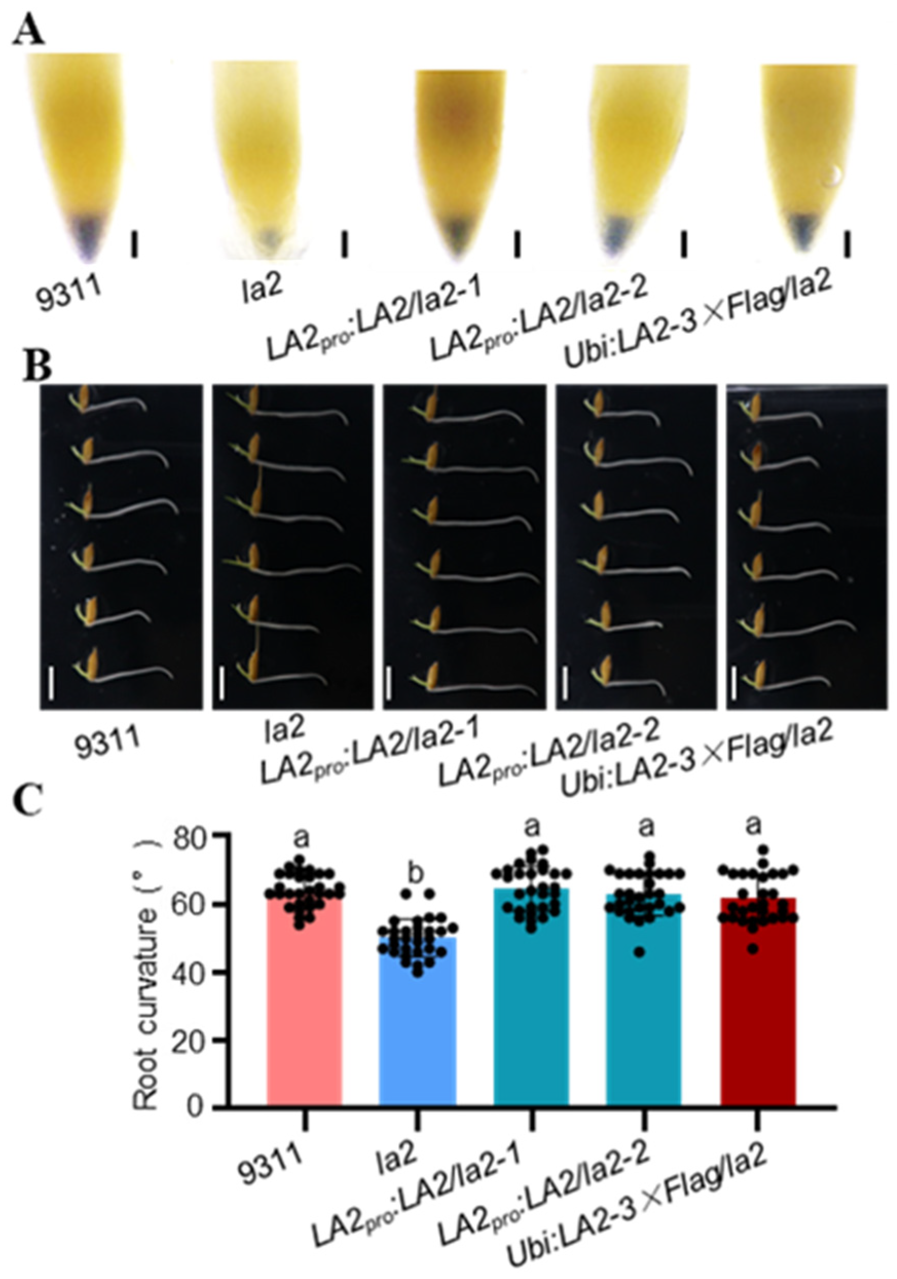 Agronomy 15 02639 g003 Agronomy 15 02639 g003