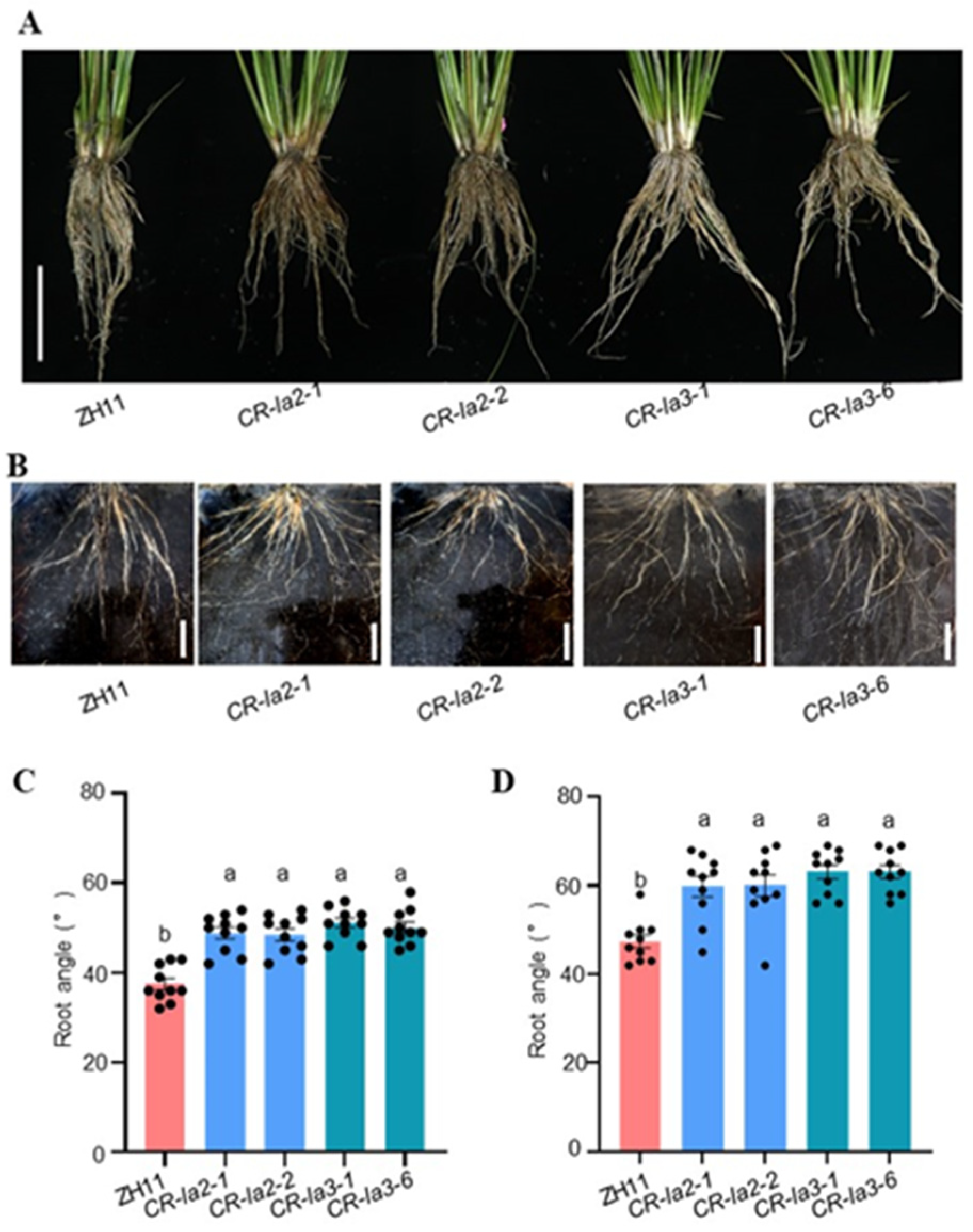 Agronomy 15 02639 g004 Agronomy 15 02639 g004