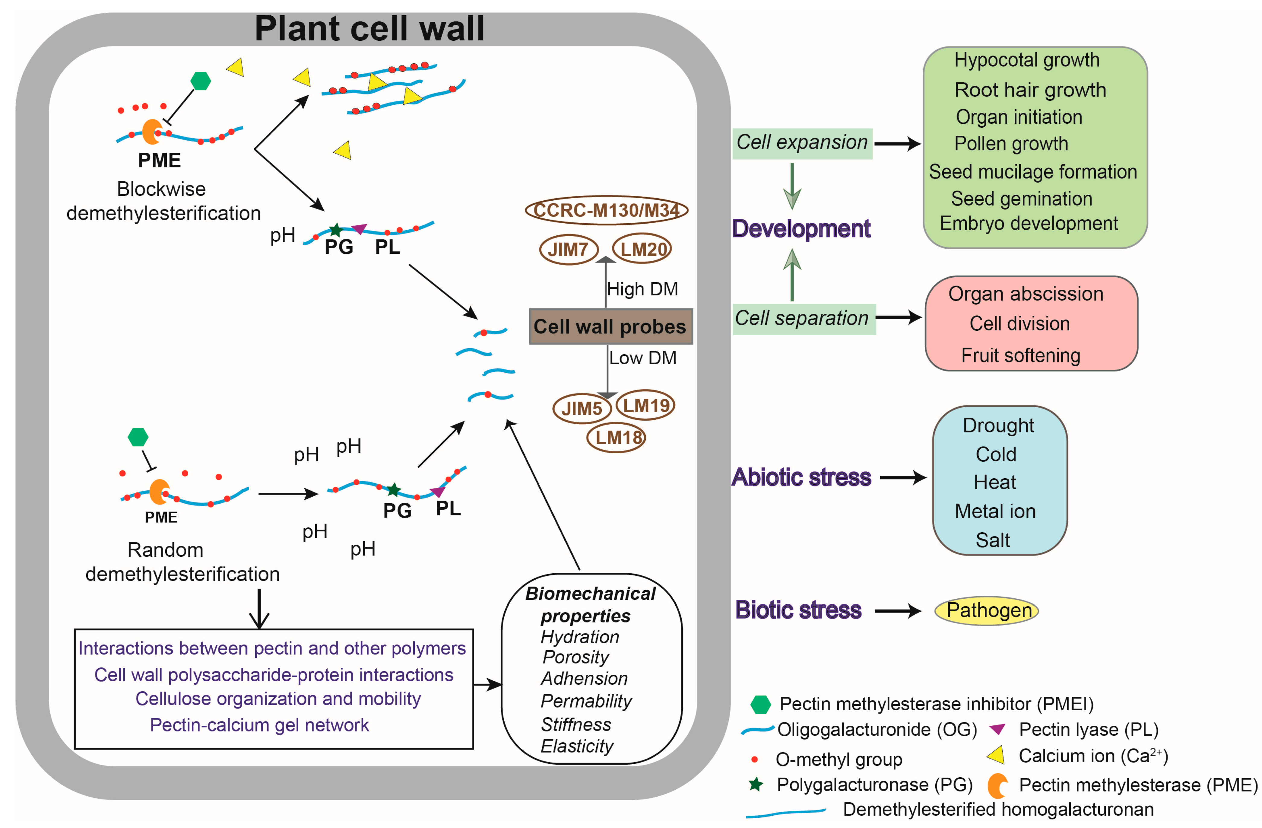 Agronomy 15 02641 g002