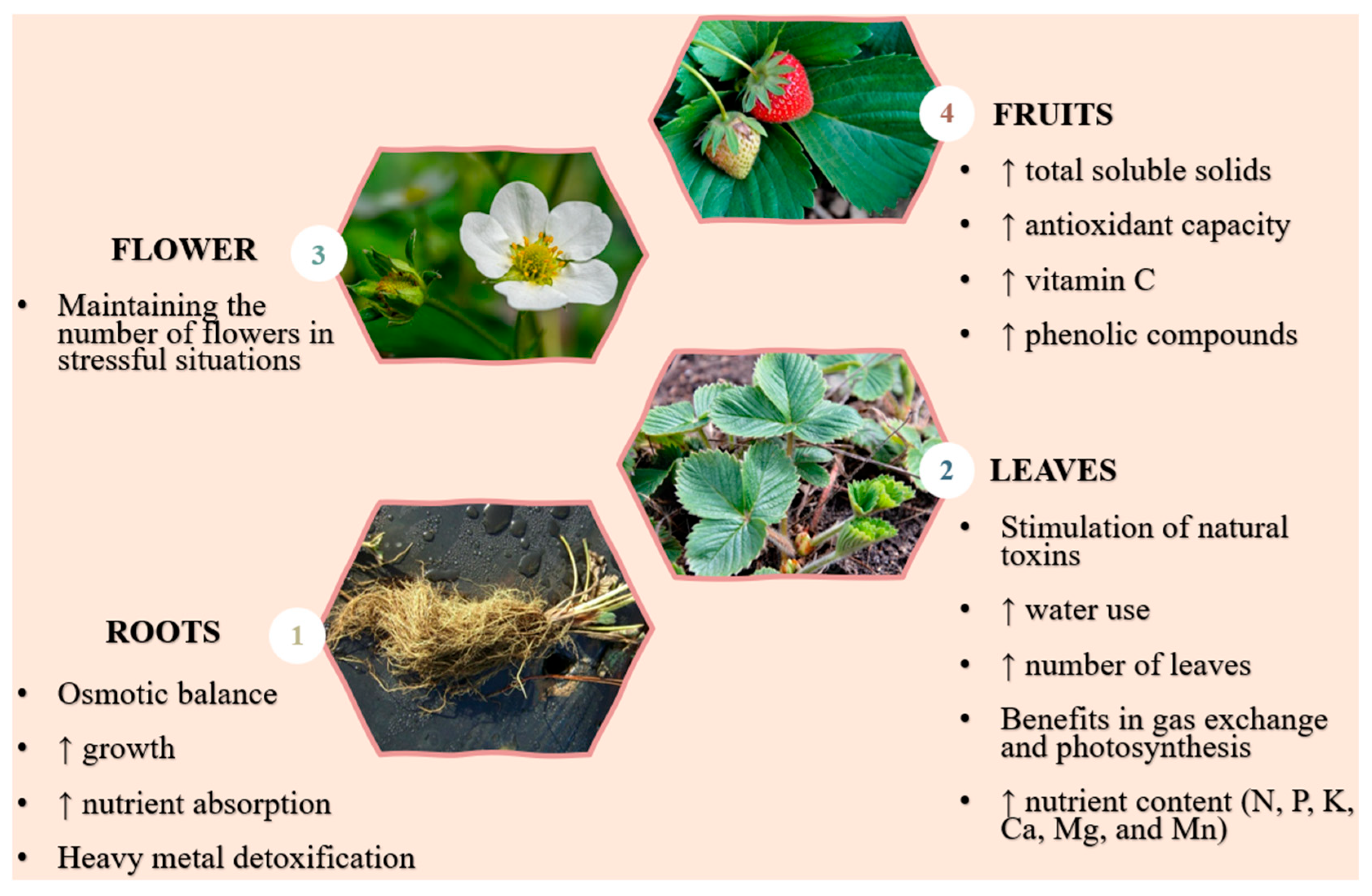 Agronomy 15 02643 g007