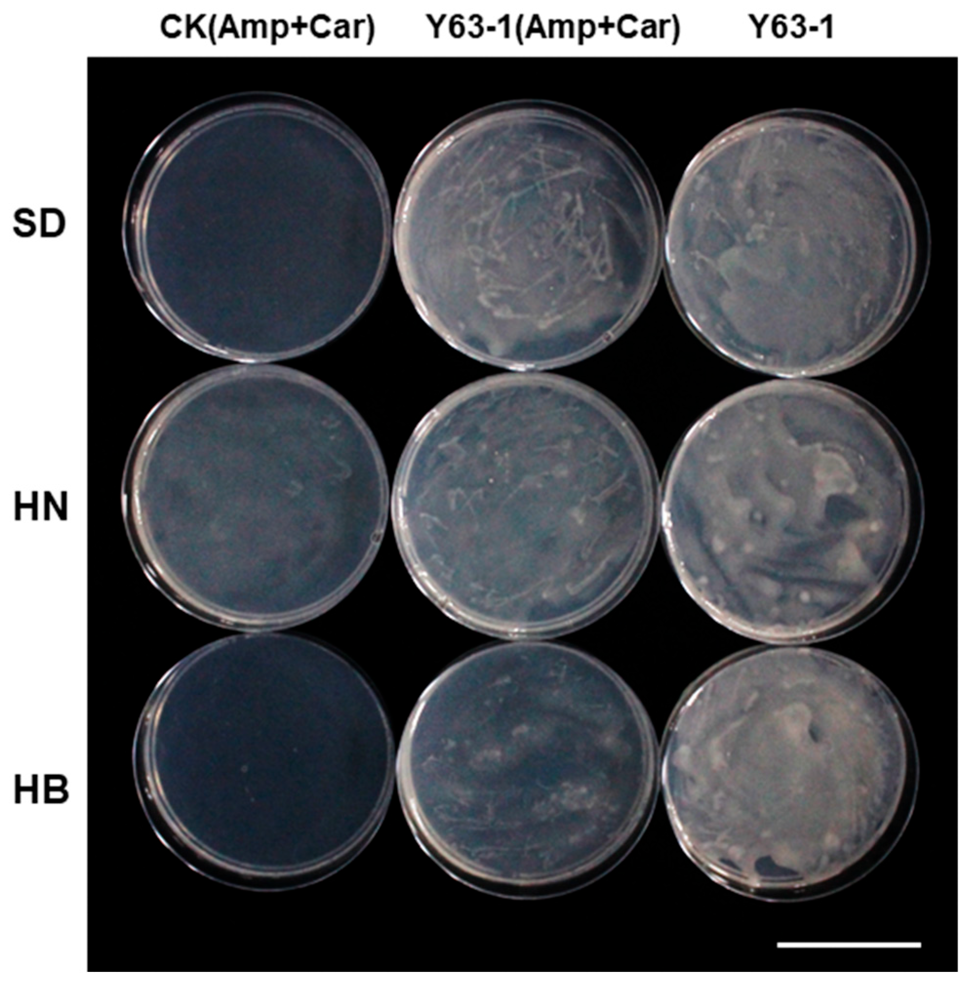 Agronomy 15 02649 g003 Agronomy 15 02649 g003