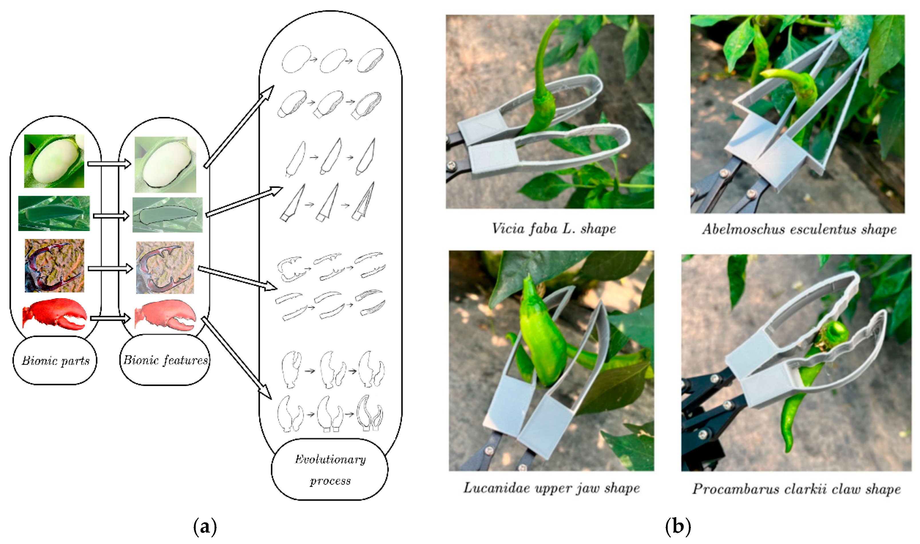 Agronomy 15 02650 g007