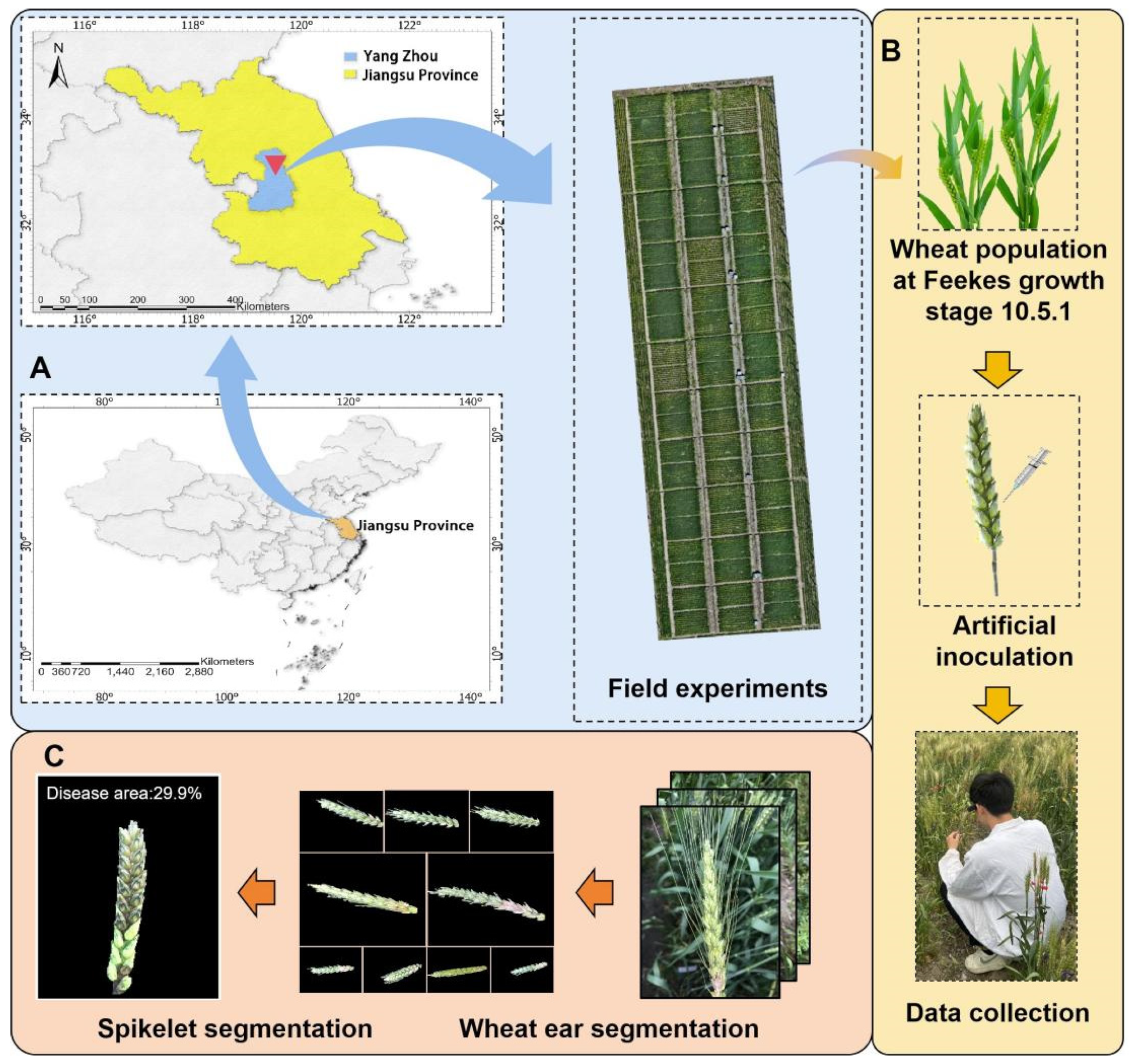 Agronomy 15 02651 g001