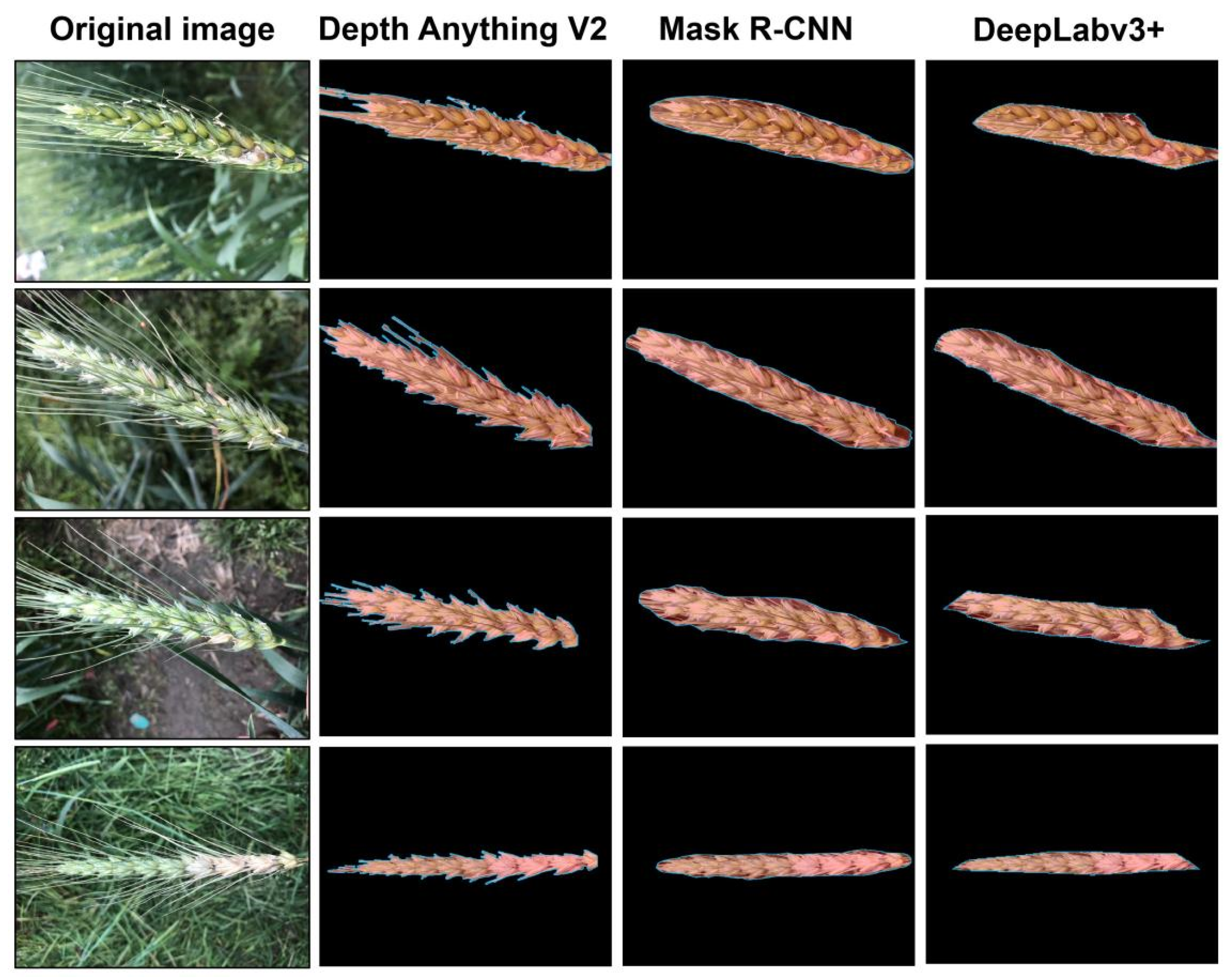 Agronomy 15 02651 g005