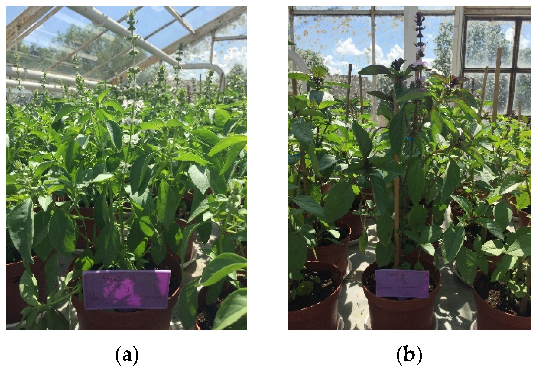 Agronomy 15 02656 g001