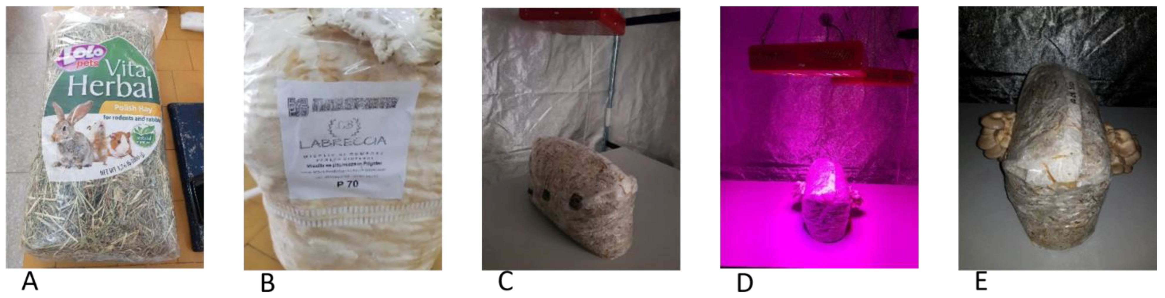 Agronomy 15 02663 g001