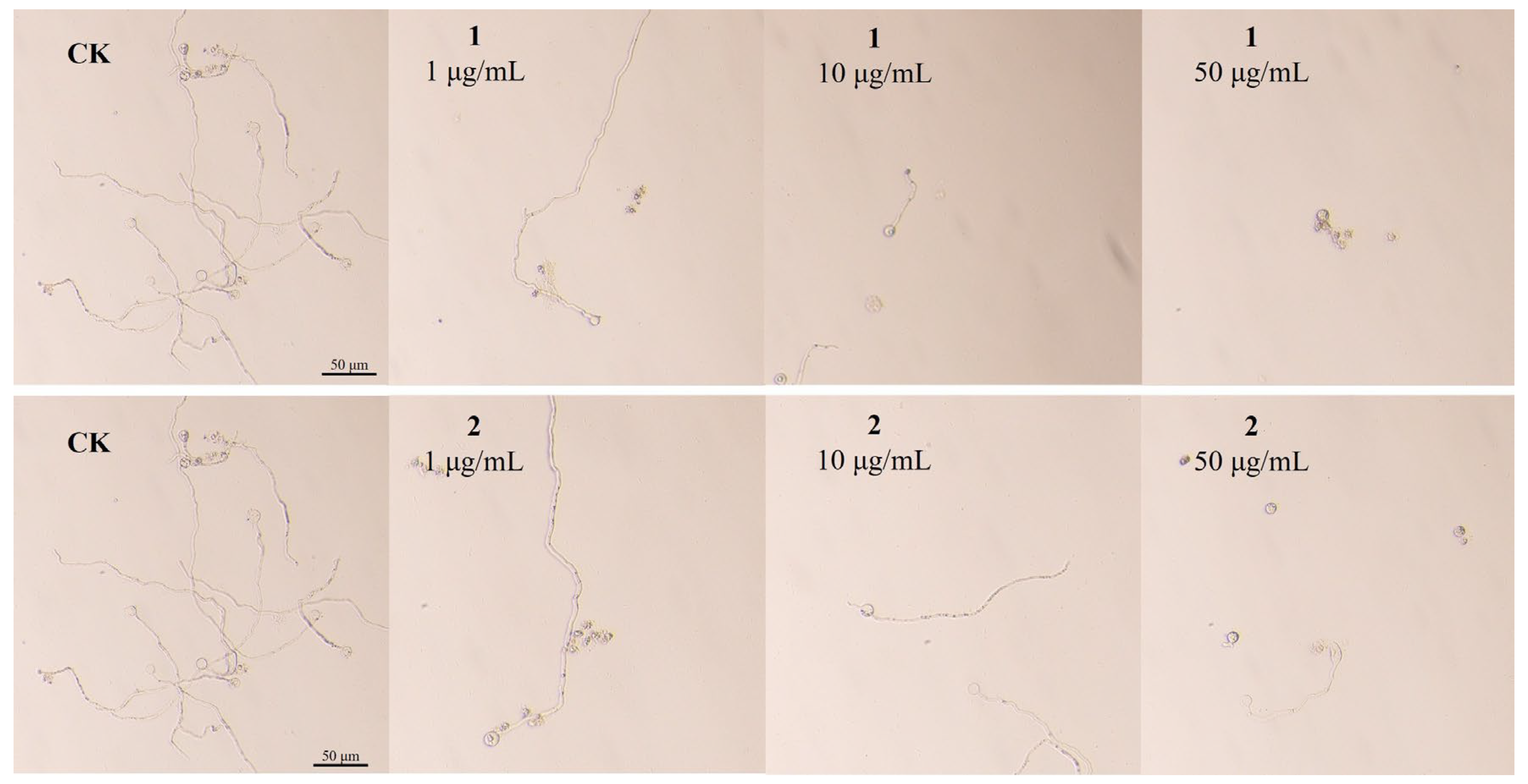 Agronomy 15 02673 g004