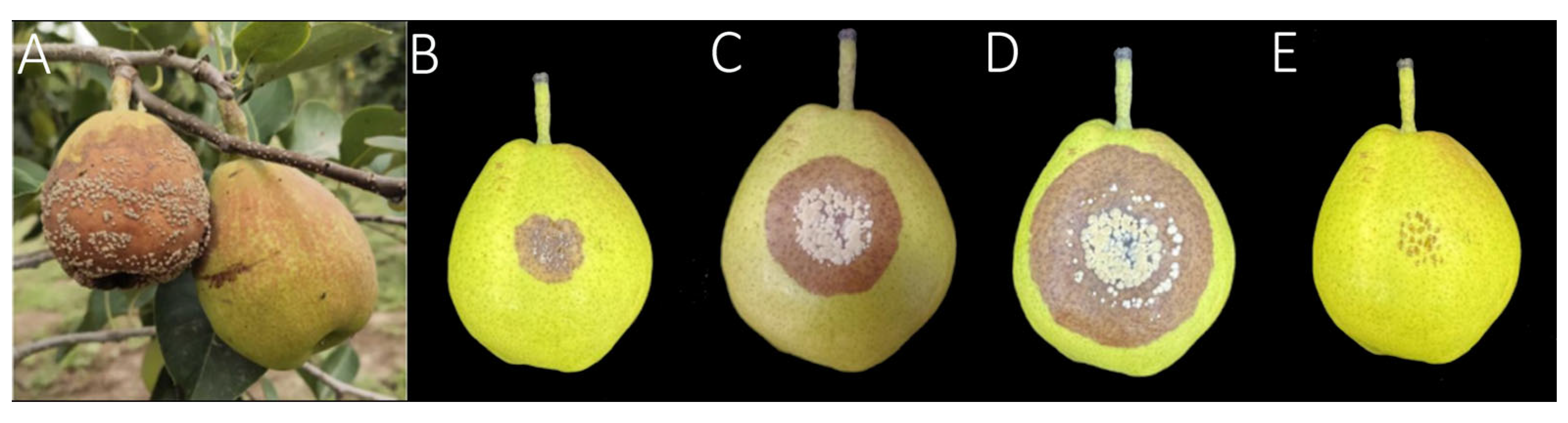 Agronomy 15 02678 g001