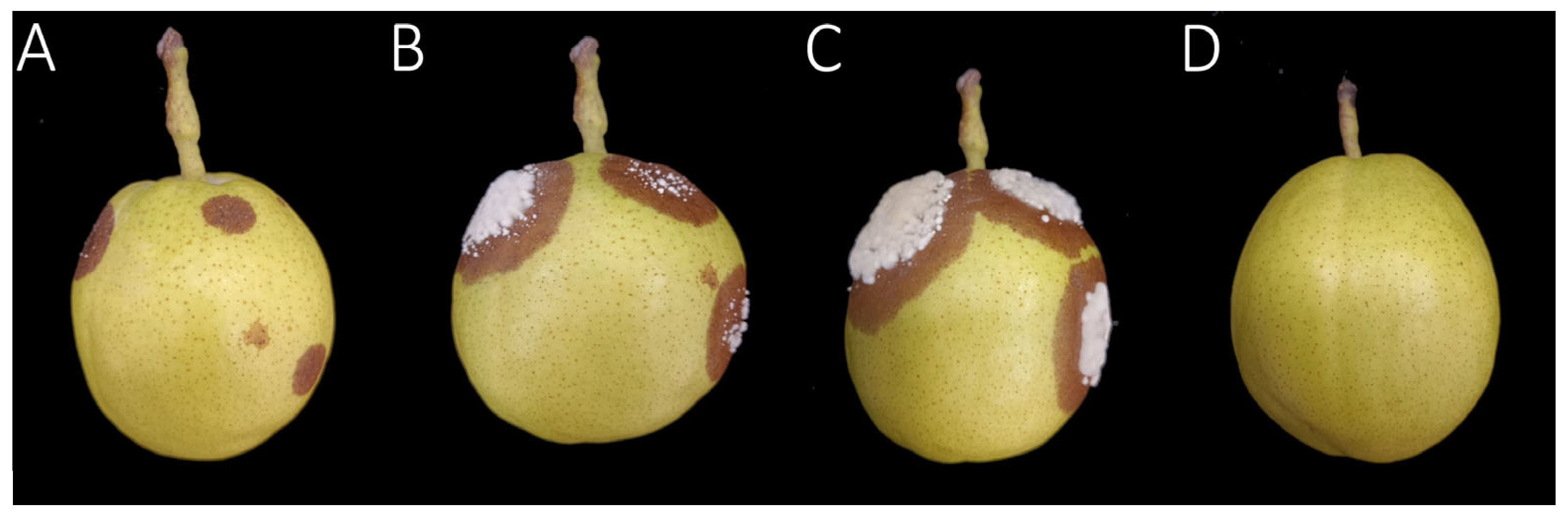 Agronomy 15 02678 g002
