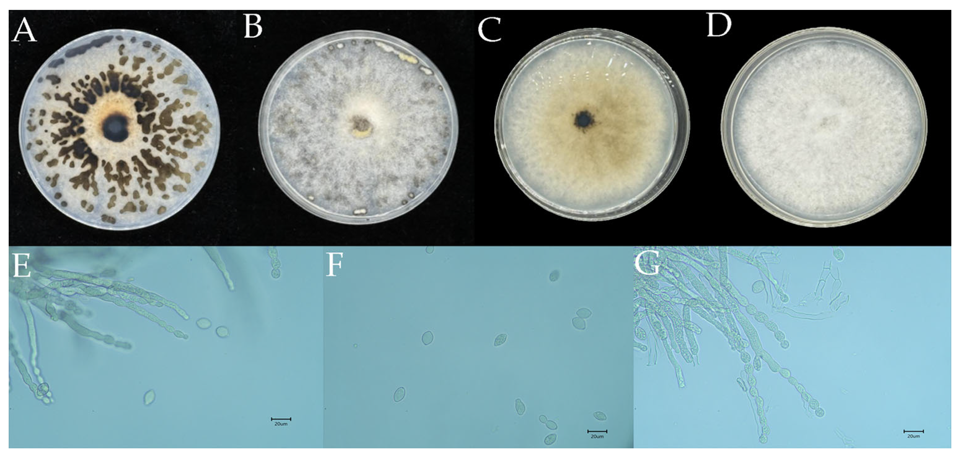 Agronomy 15 02678 g003