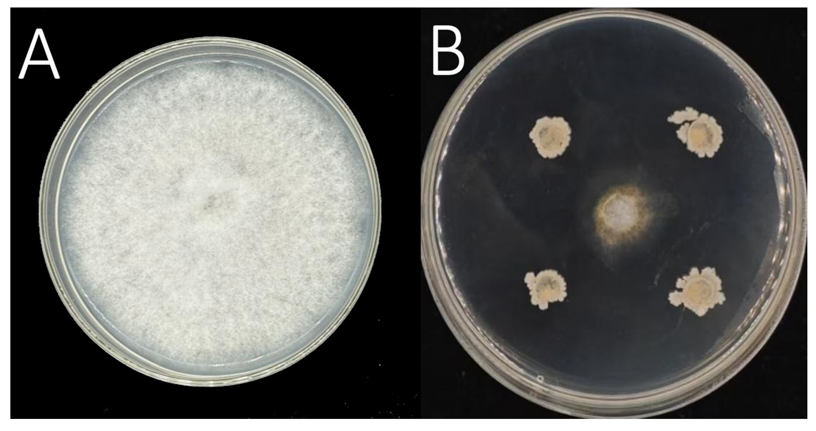 Agronomy 15 02678 g005