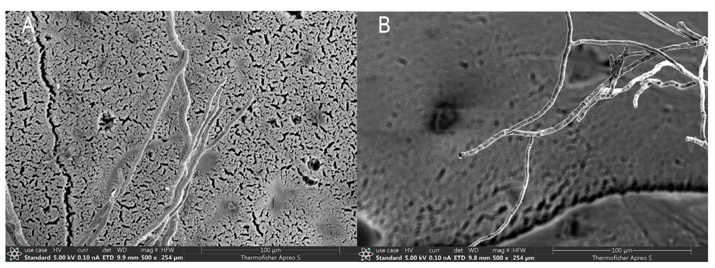 Agronomy 15 02678 g006
