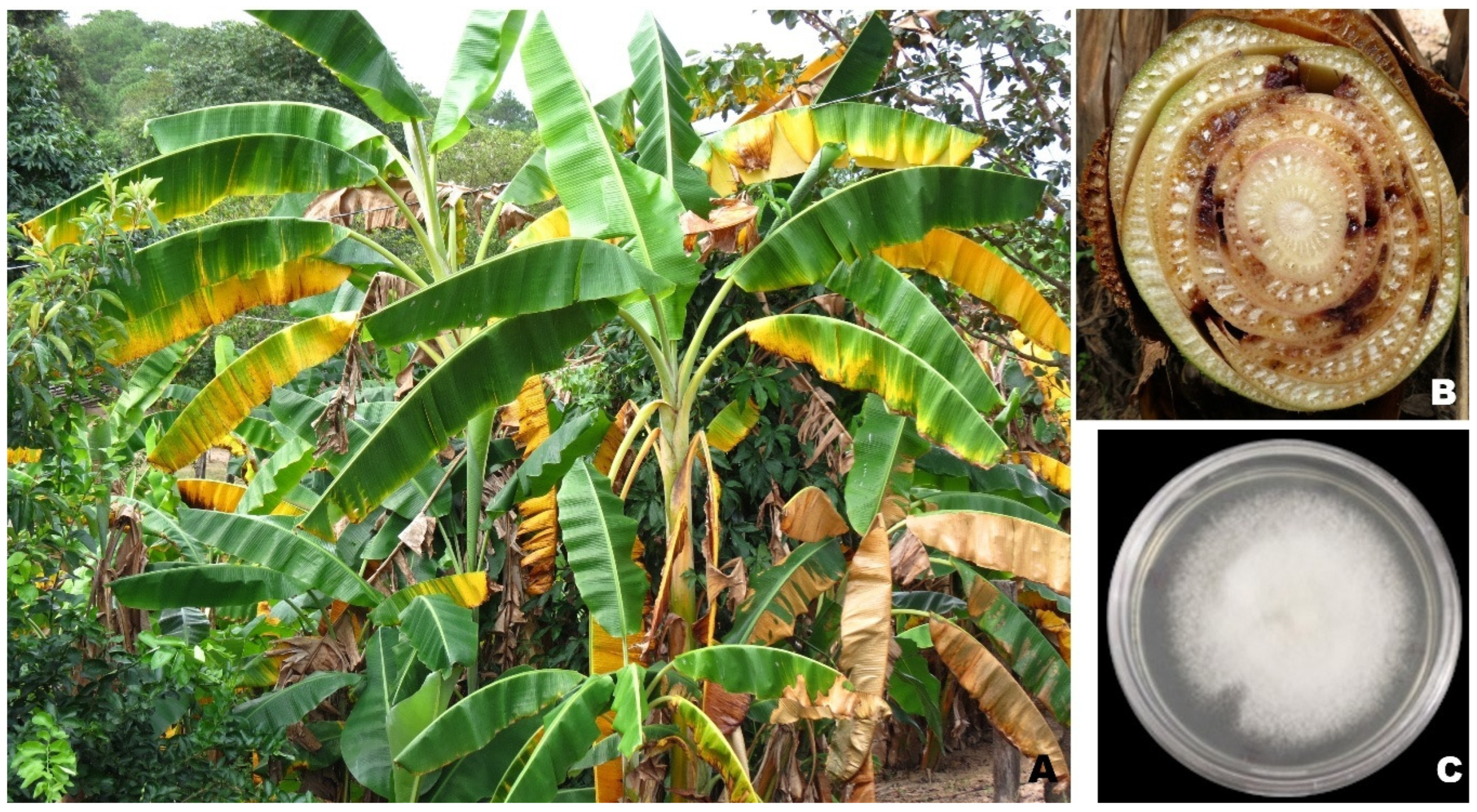 Agronomy 15 02682 g001 Agronomy 15 02682 g001