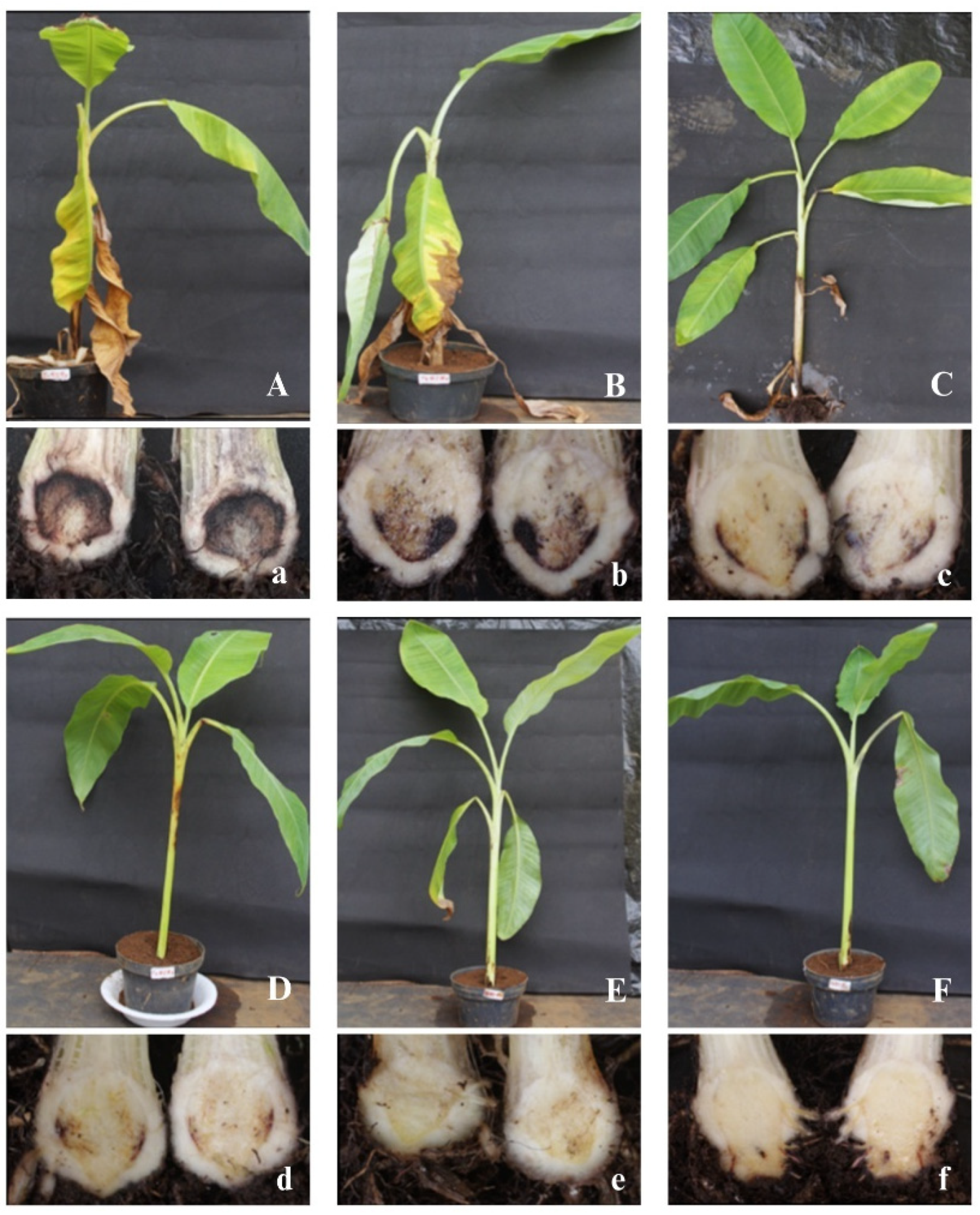 Agronomy 15 02682 g003 Agronomy 15 02682 g003