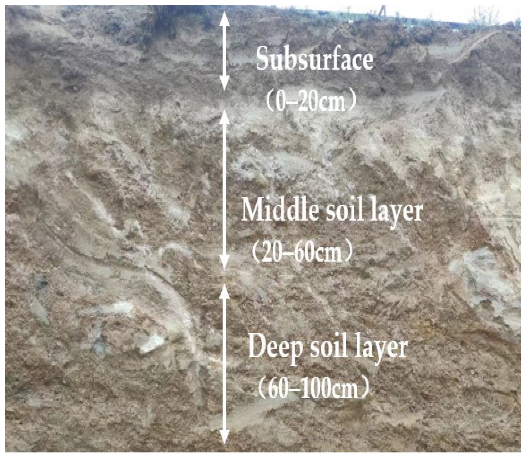 Agronomy 15 02685 g004