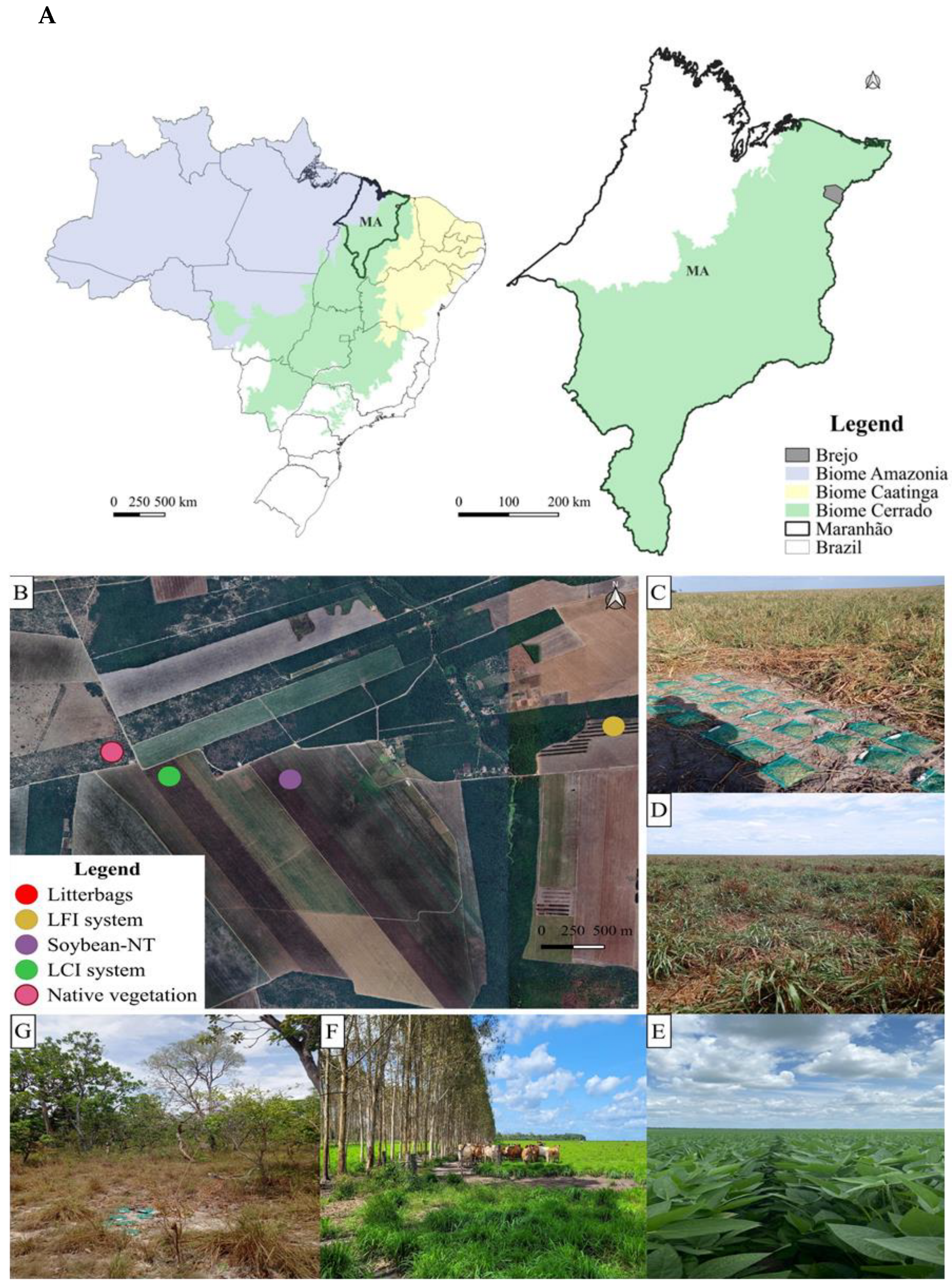 Agronomy 15 02687 g001 Agronomy 15 02687 g001