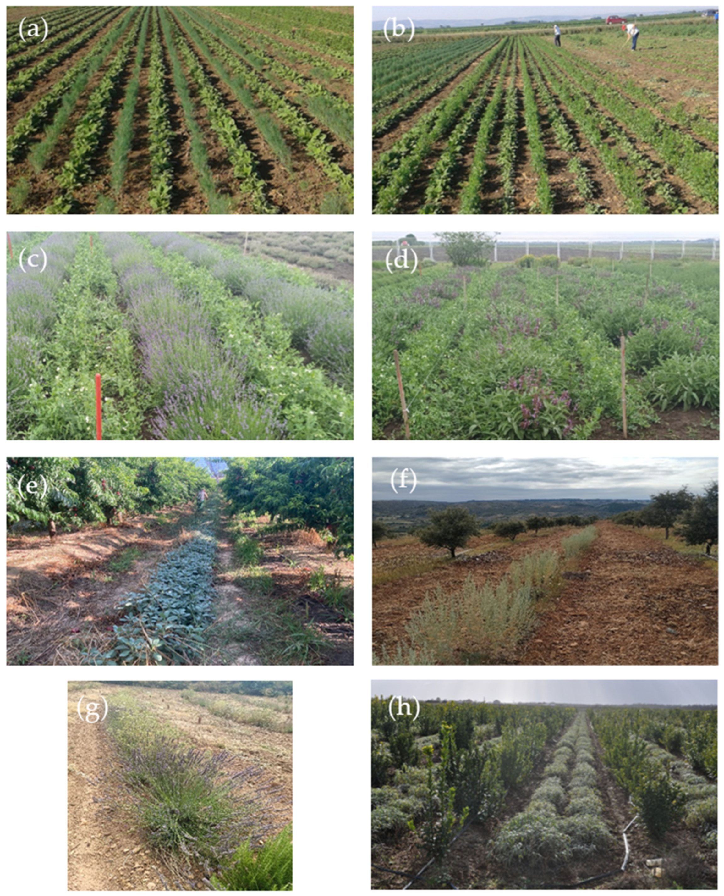 Agronomy 15 02692 g003 Agronomy 15 02692 g003