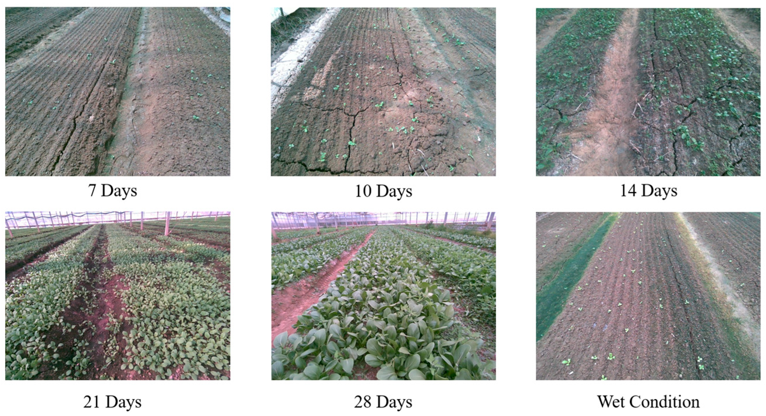 Agronomy 15 02696 g003