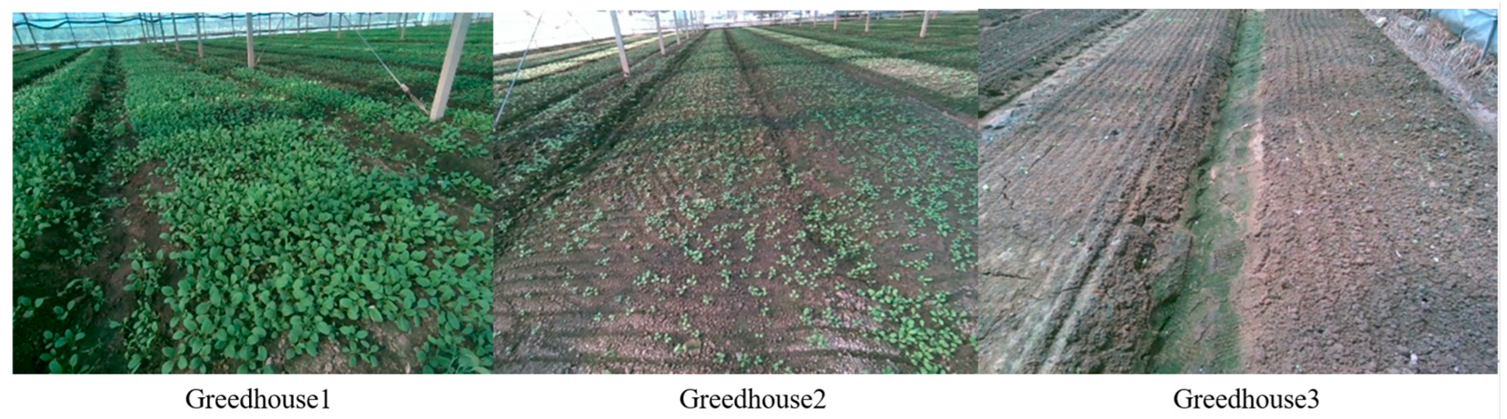 Agronomy 15 02696 g014