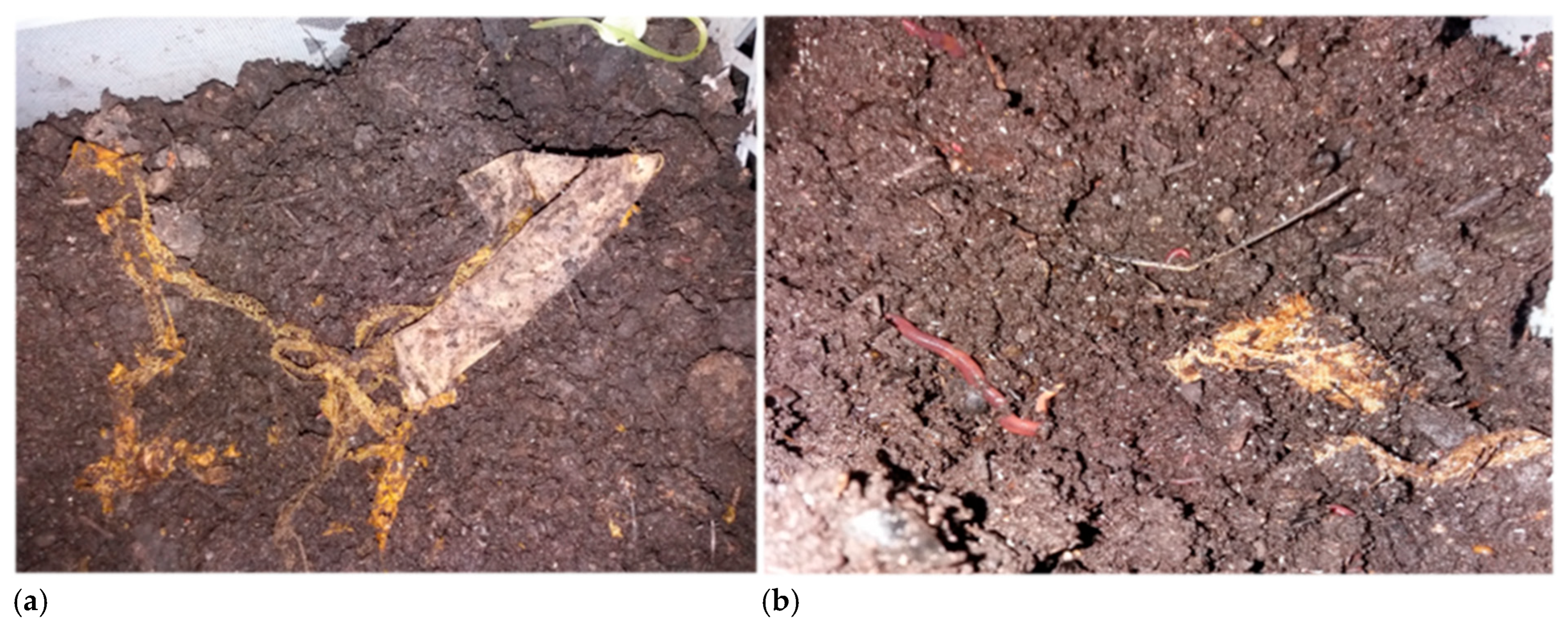 Agronomy 15 02700 g004