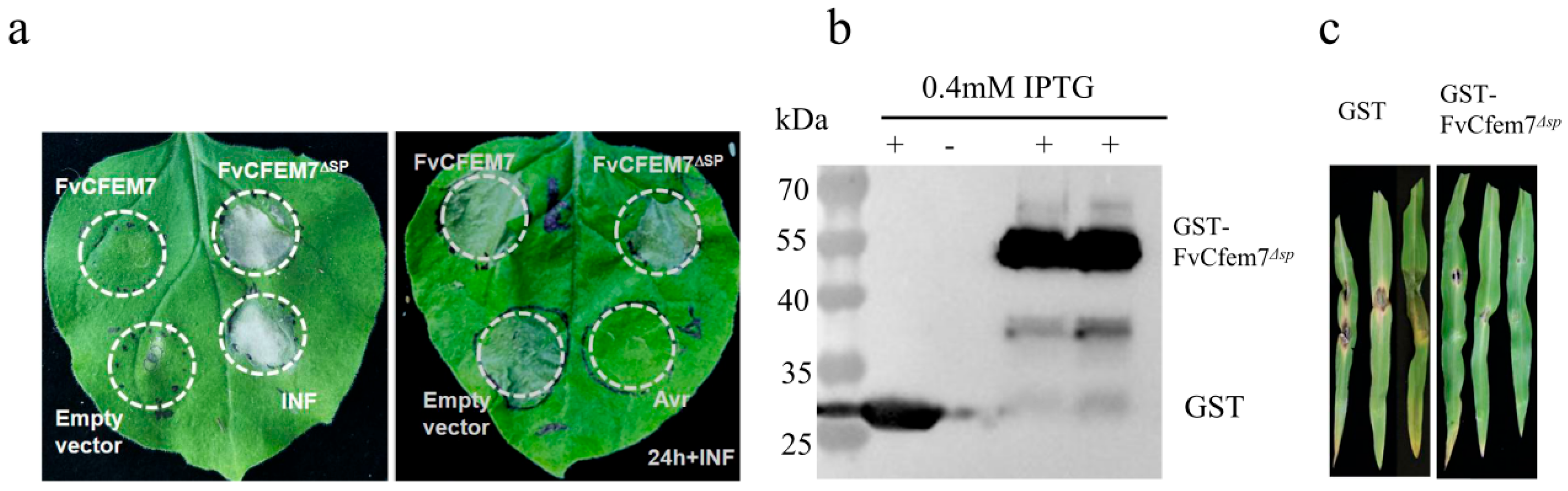 Agronomy 15 02706 g002