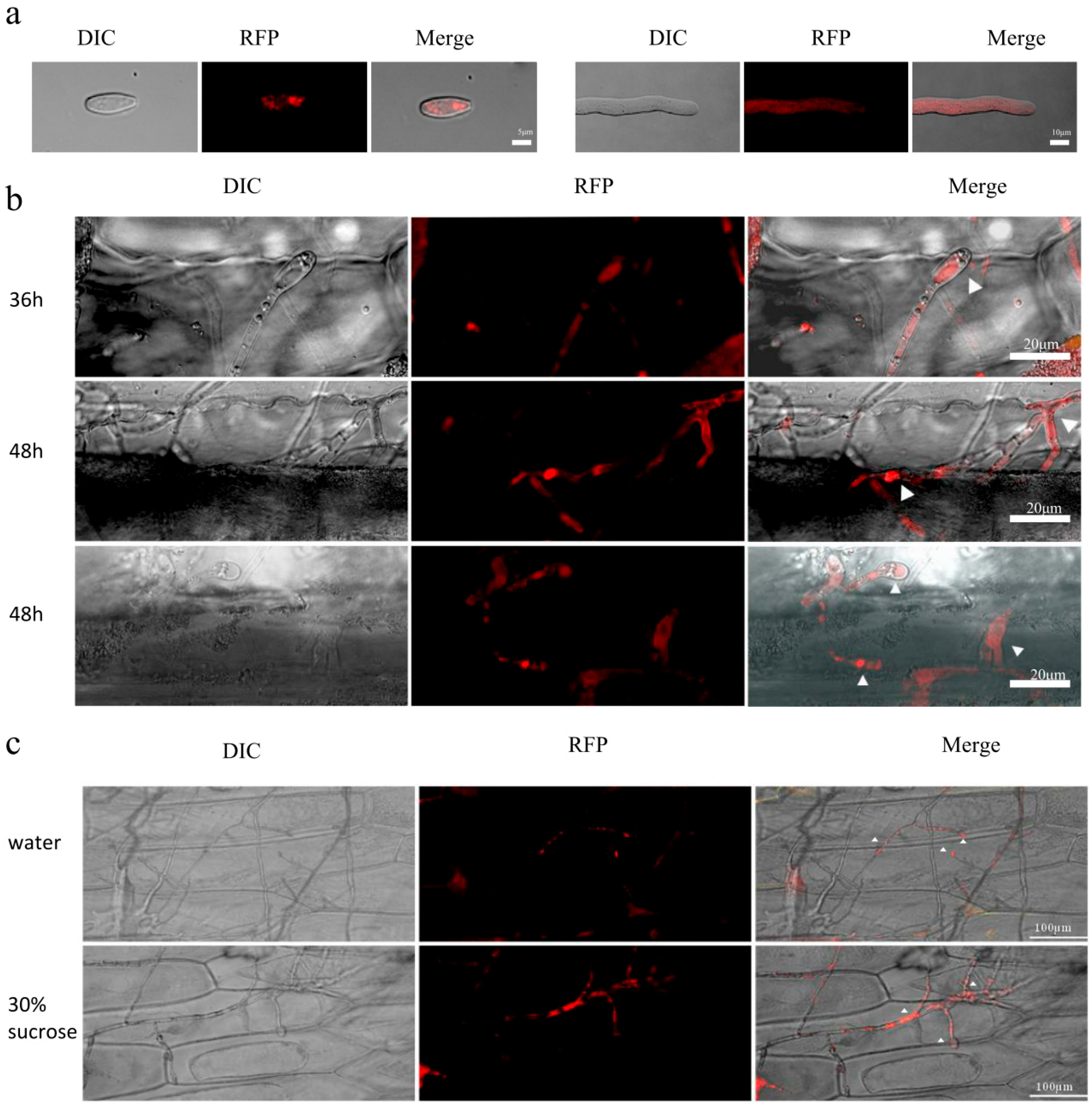 Agronomy 15 02706 g004