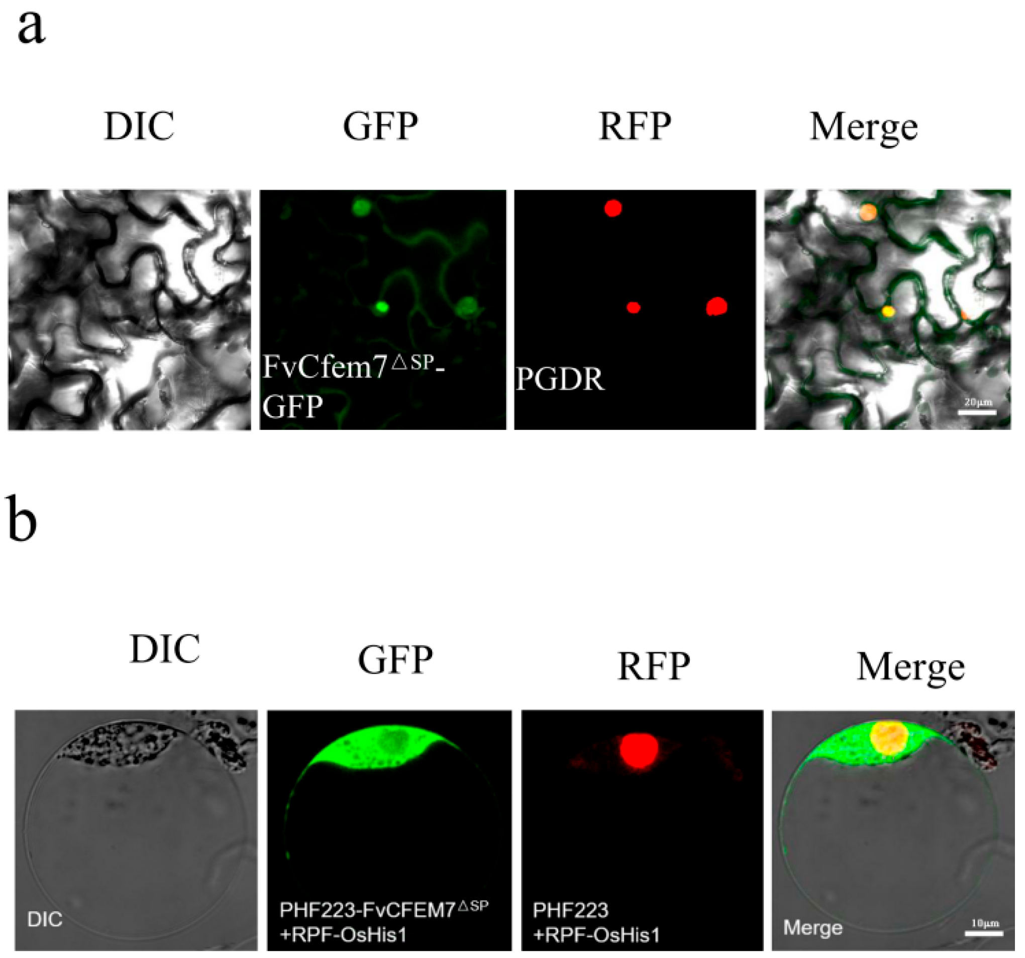 Agronomy 15 02706 g005