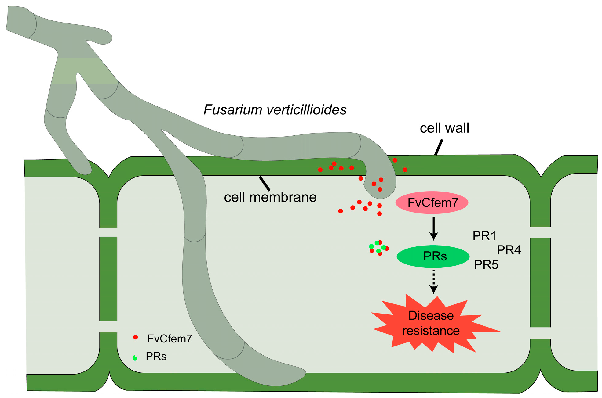 Agronomy 15 02706 g008