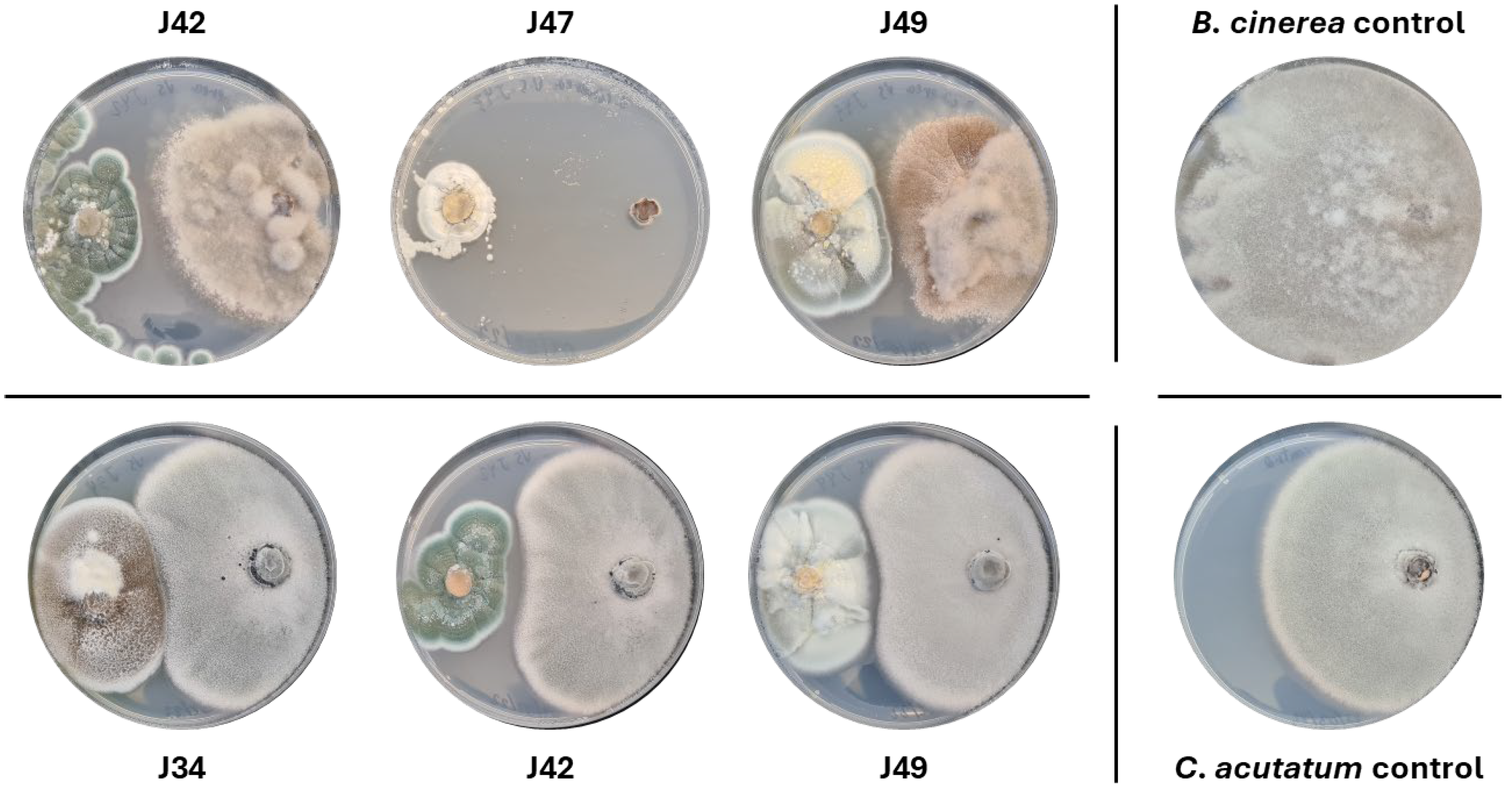 Agronomy 15 02711 g002