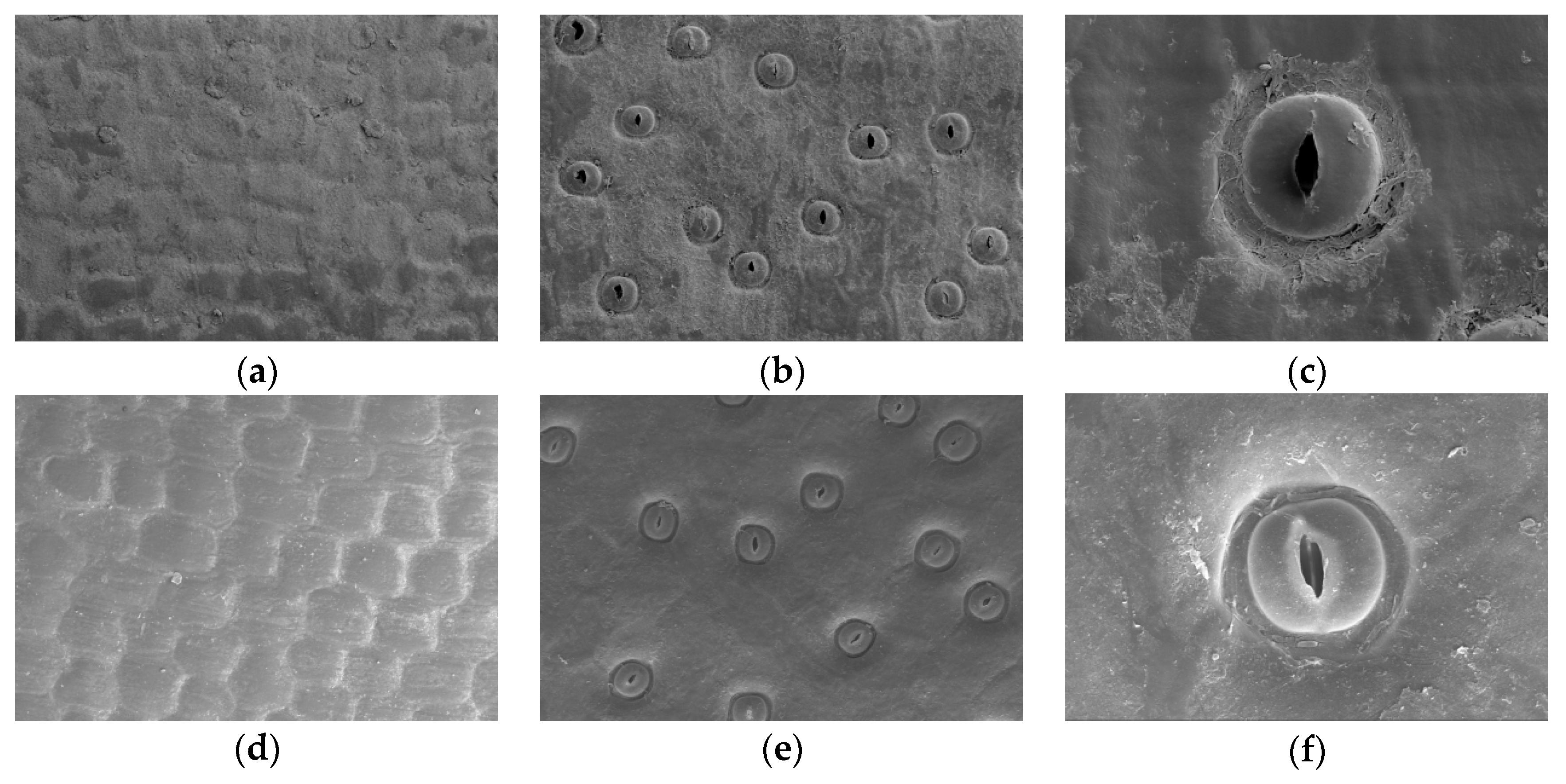 Agronomy 15 02713 g003 Agronomy 15 02713 g003