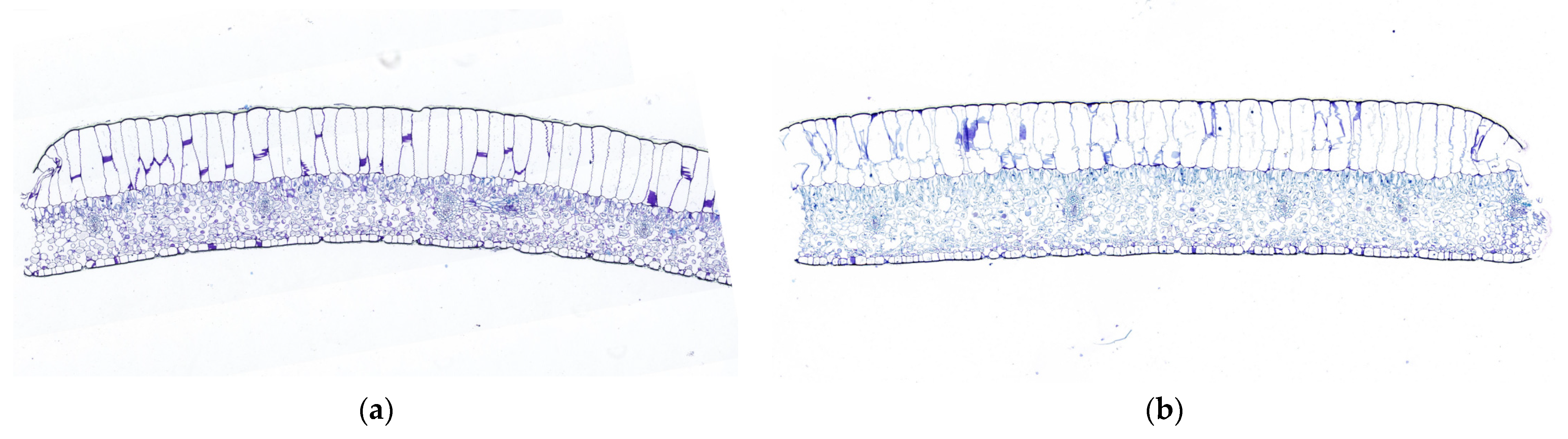 Agronomy 15 02713 g004 Agronomy 15 02713 g004