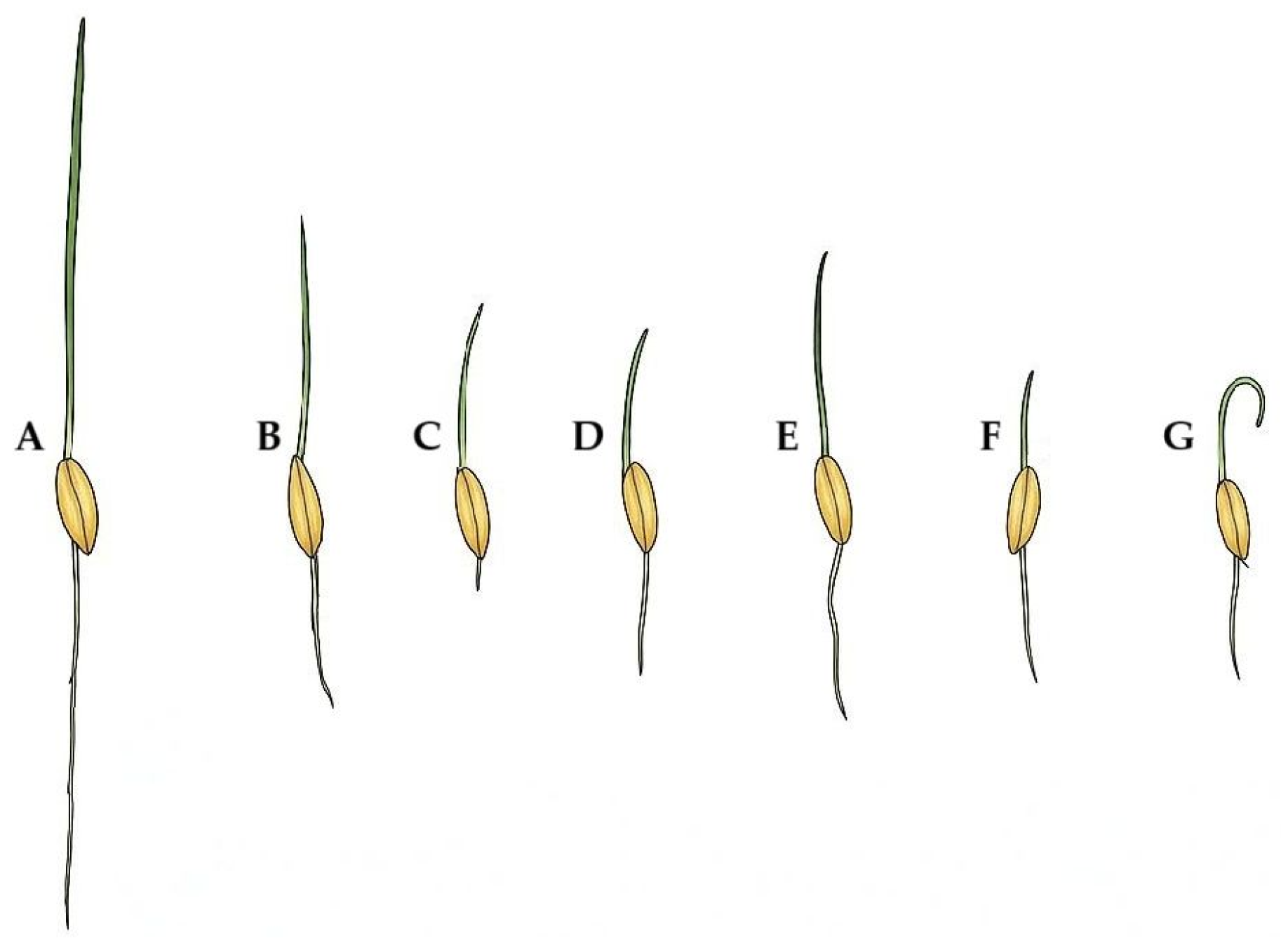 Agronomy 15 02719 g003