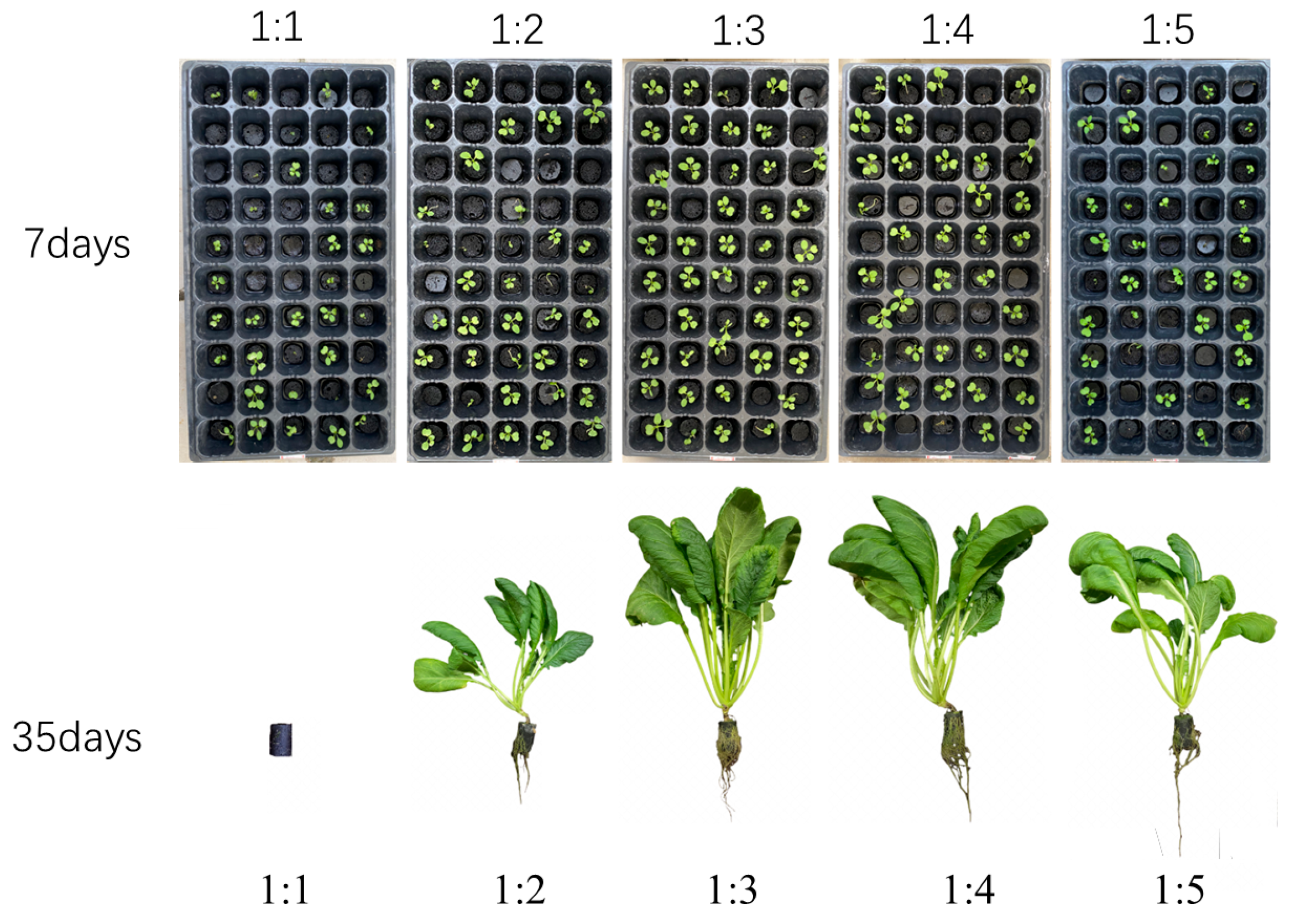 Agronomy 15 02720 g009