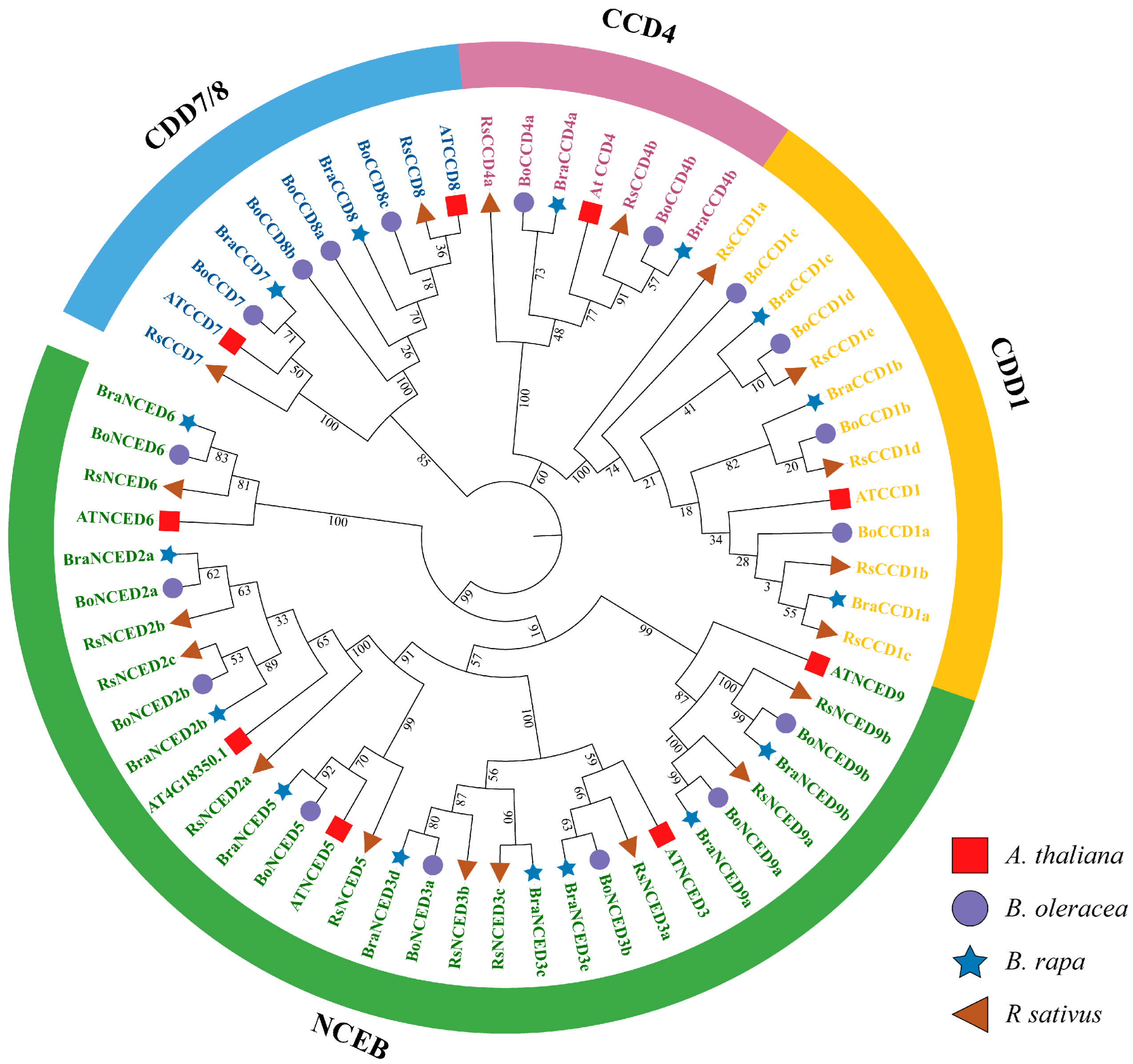 Agronomy 15 02722 g001