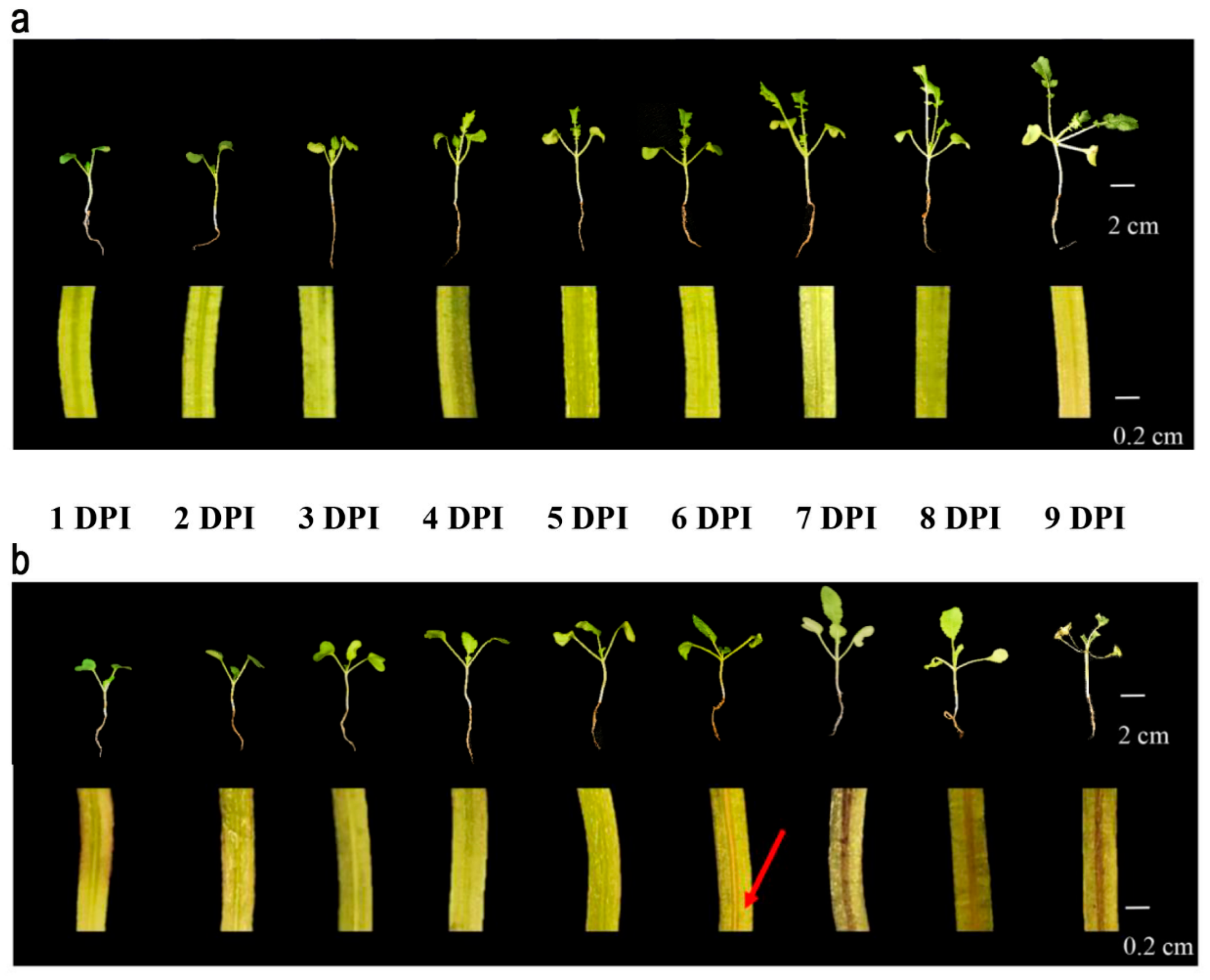 Agronomy 15 02722 g006