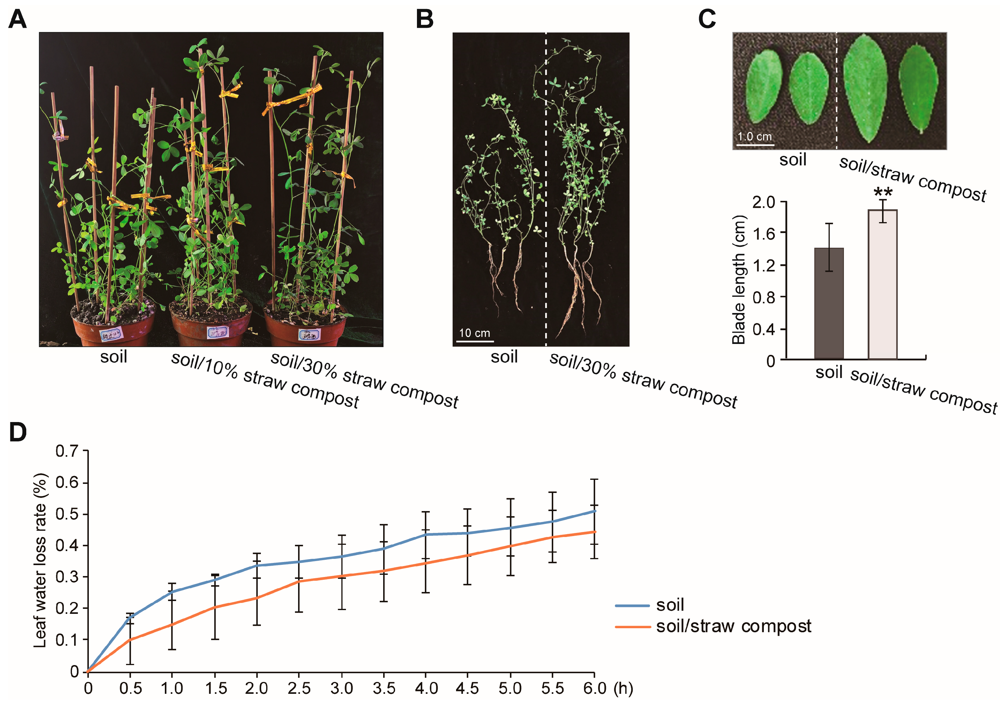 Agronomy 15 02723 g001