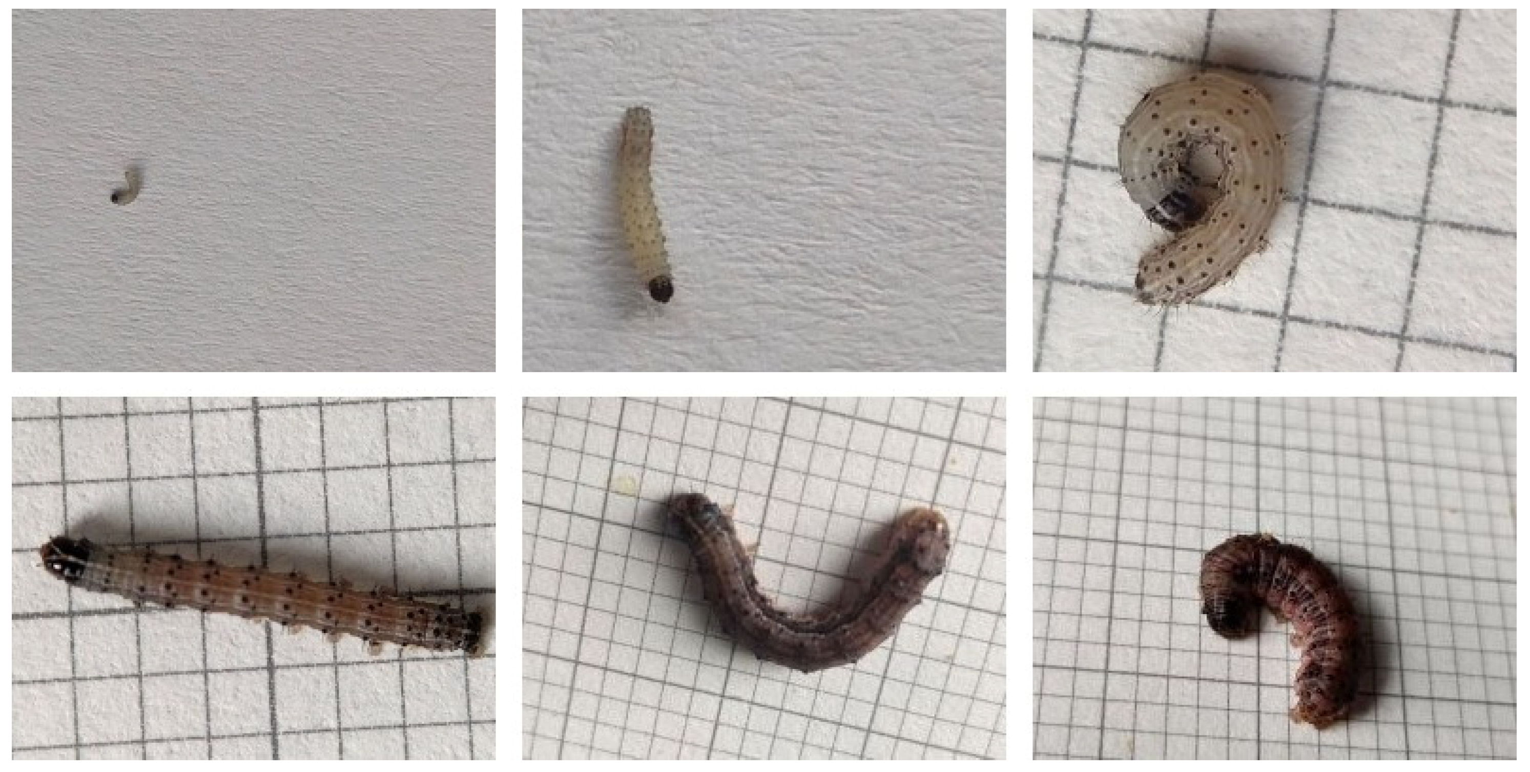 Agronomy 15 02724 g003