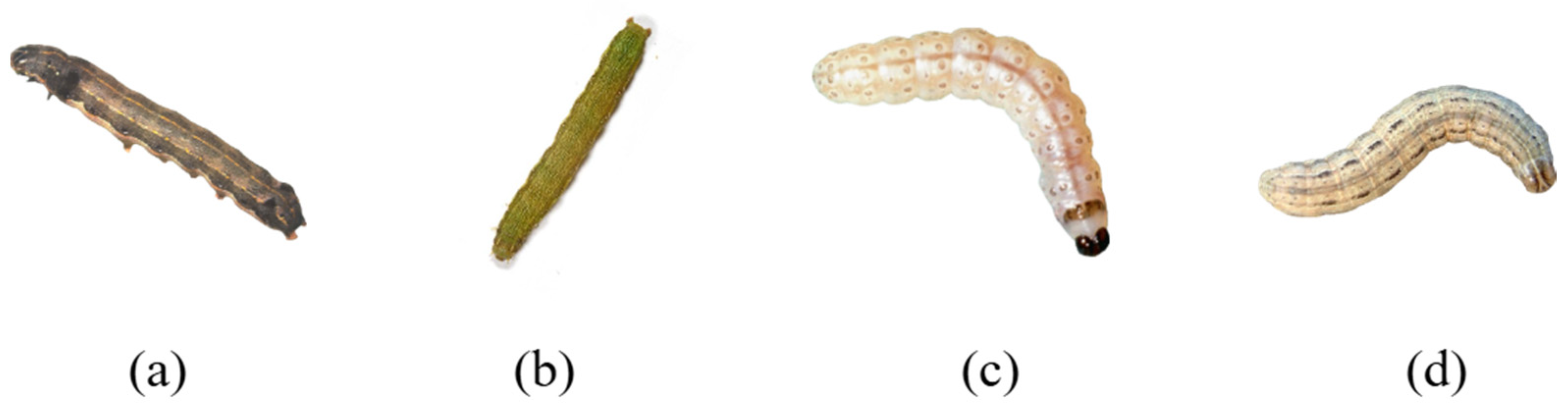 Agronomy 15 02724 g004